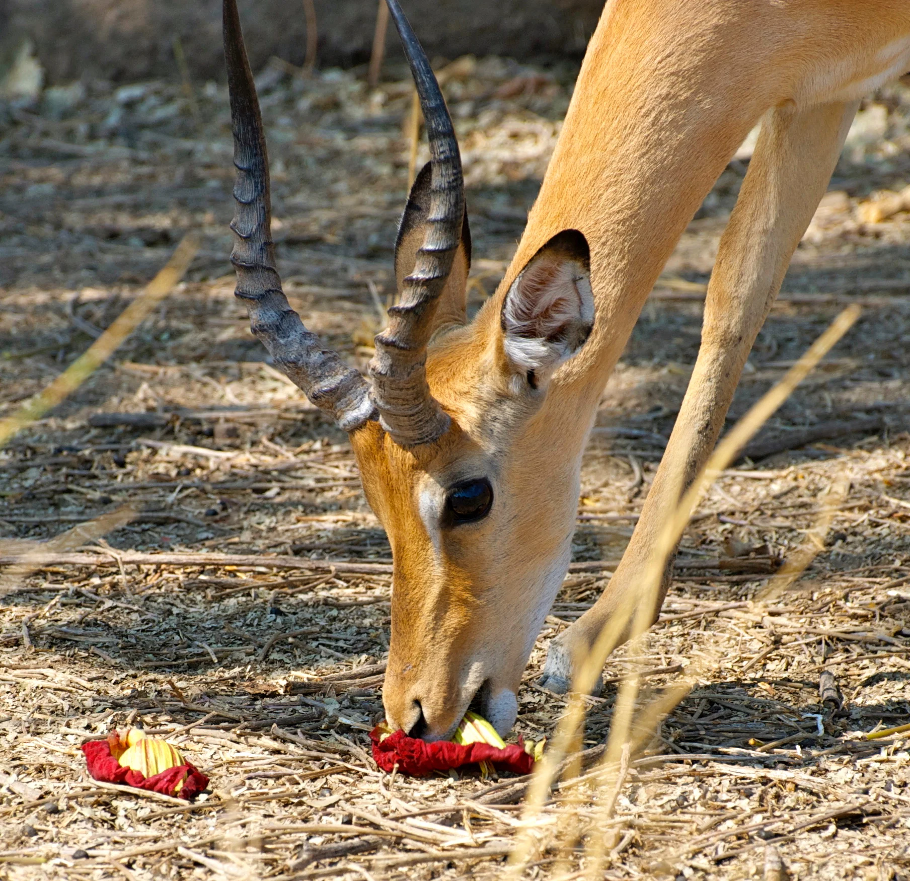 Male impala enjoying sausage tree flowers