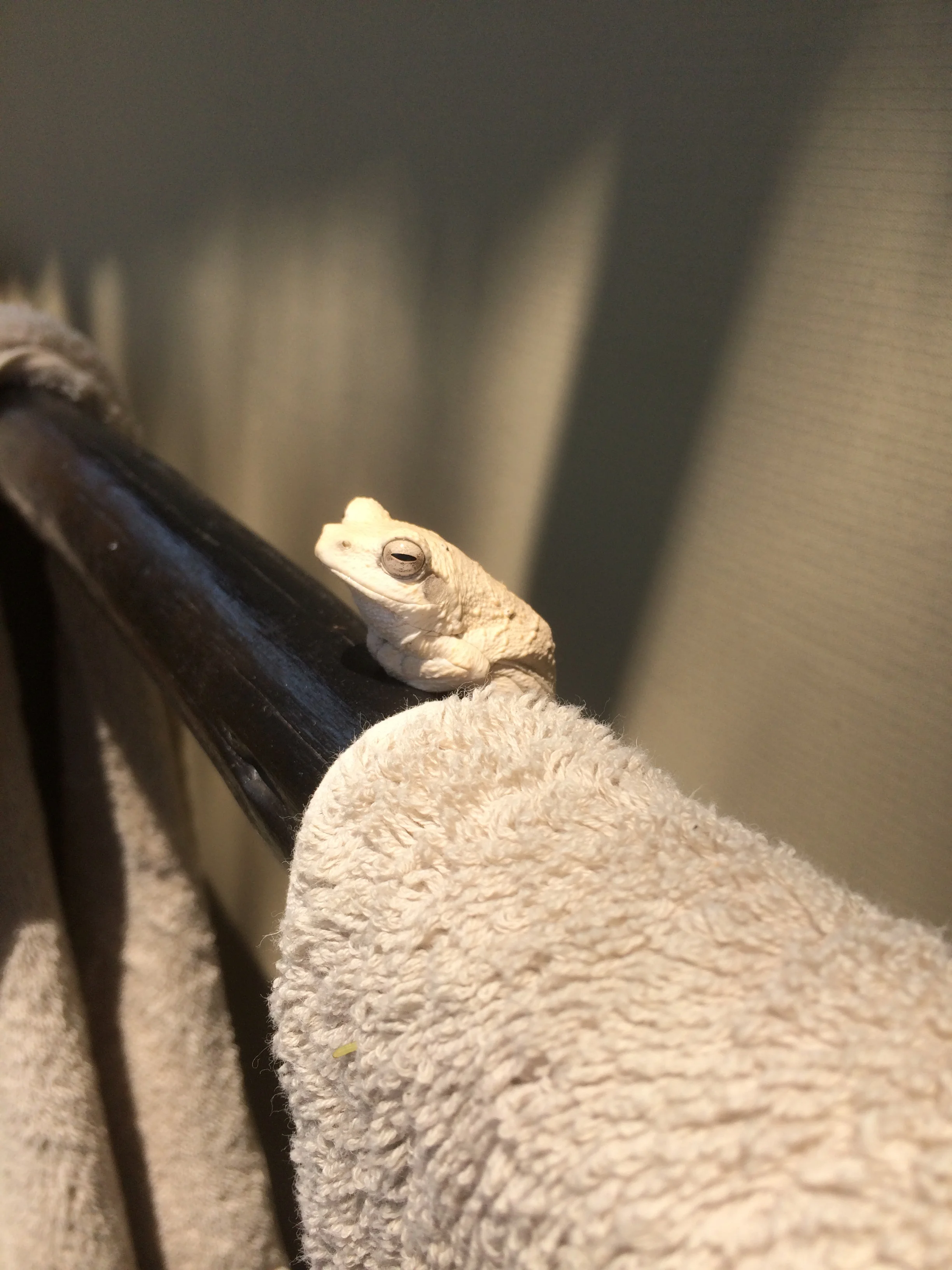 Tree frog - a bathroom guest