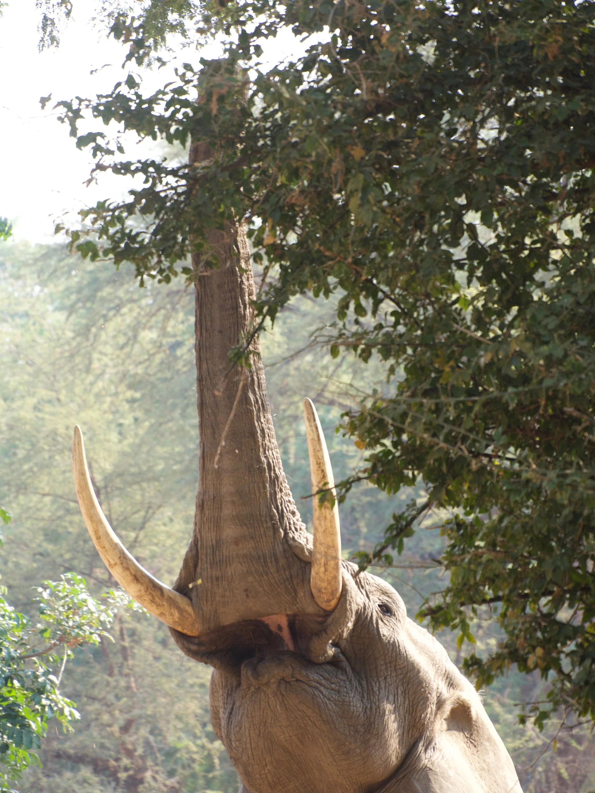 Elephant reaching for acacia leaves