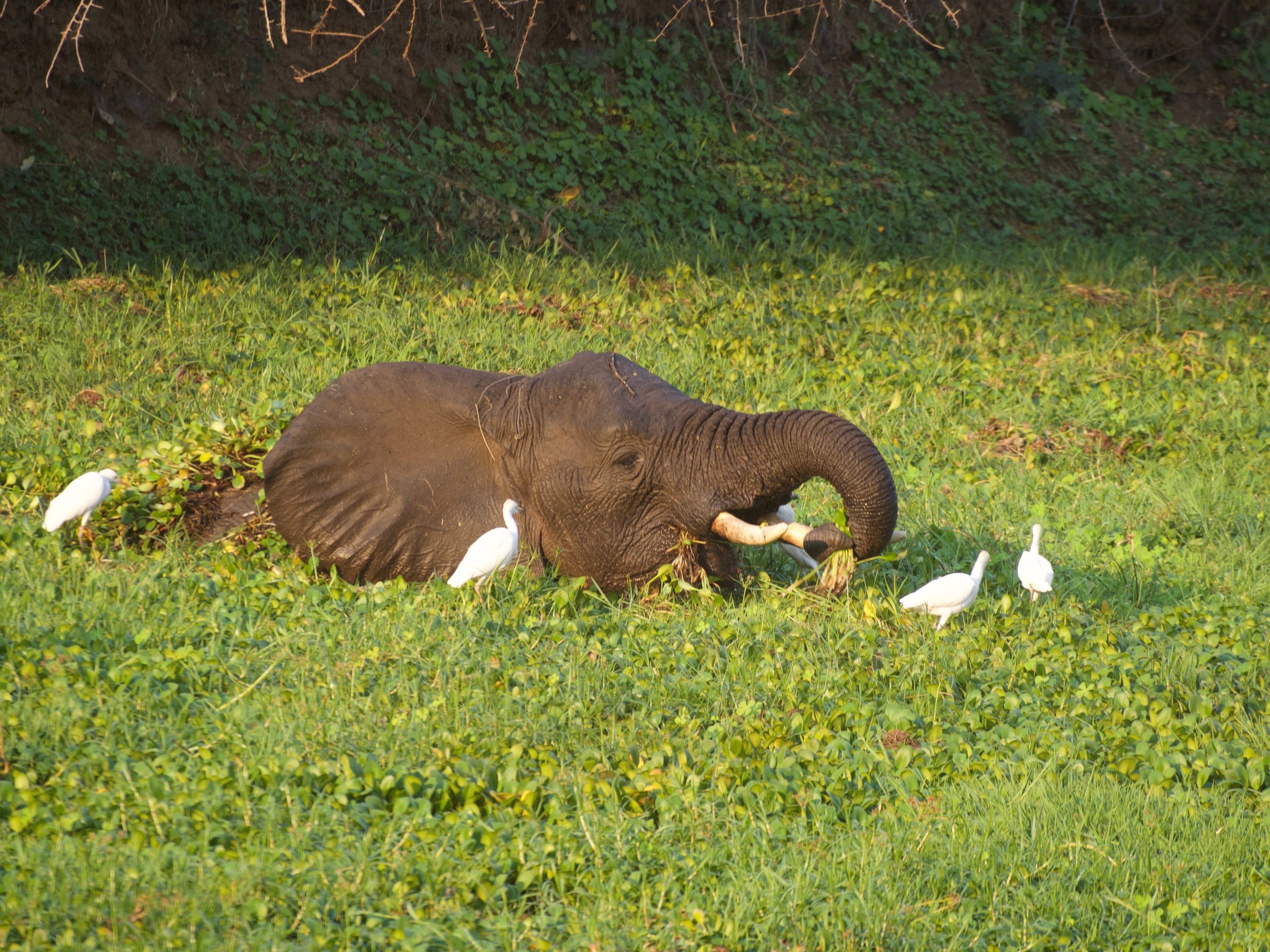 Cooling in and eating water hyancinth