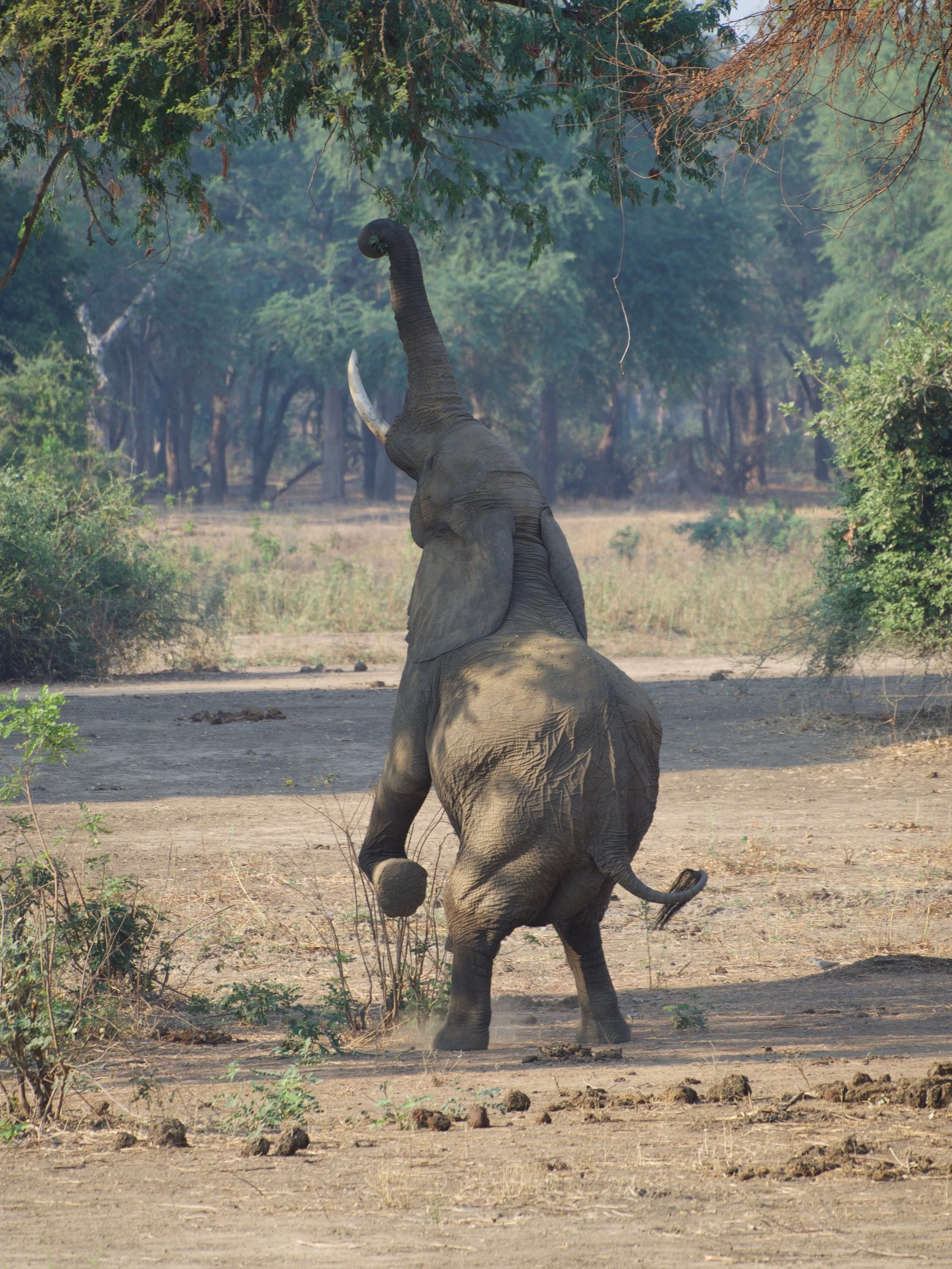 Big bull elephant stretching for acacia leaves