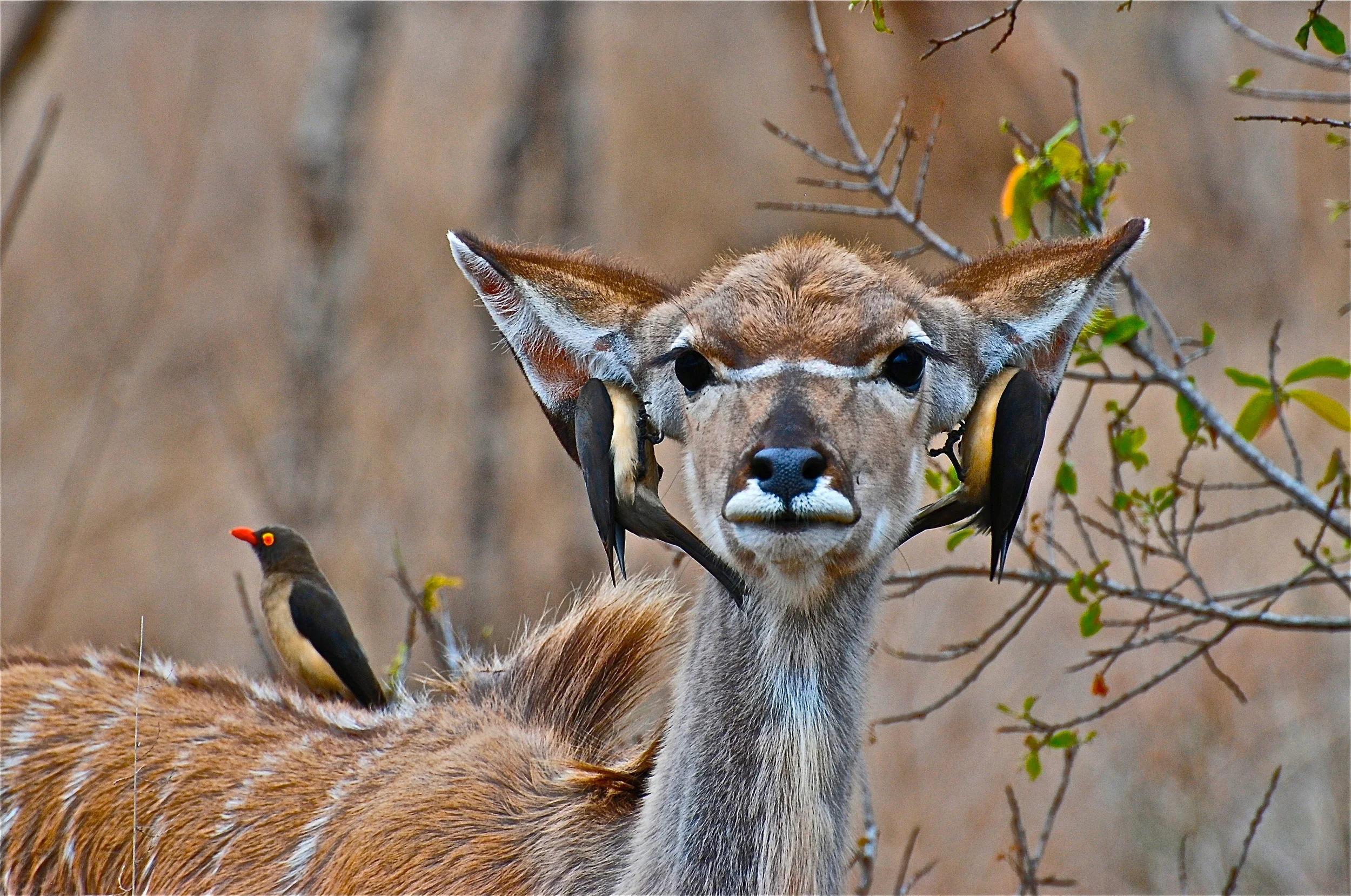 Female kudu with red-billed oxpecker earrings