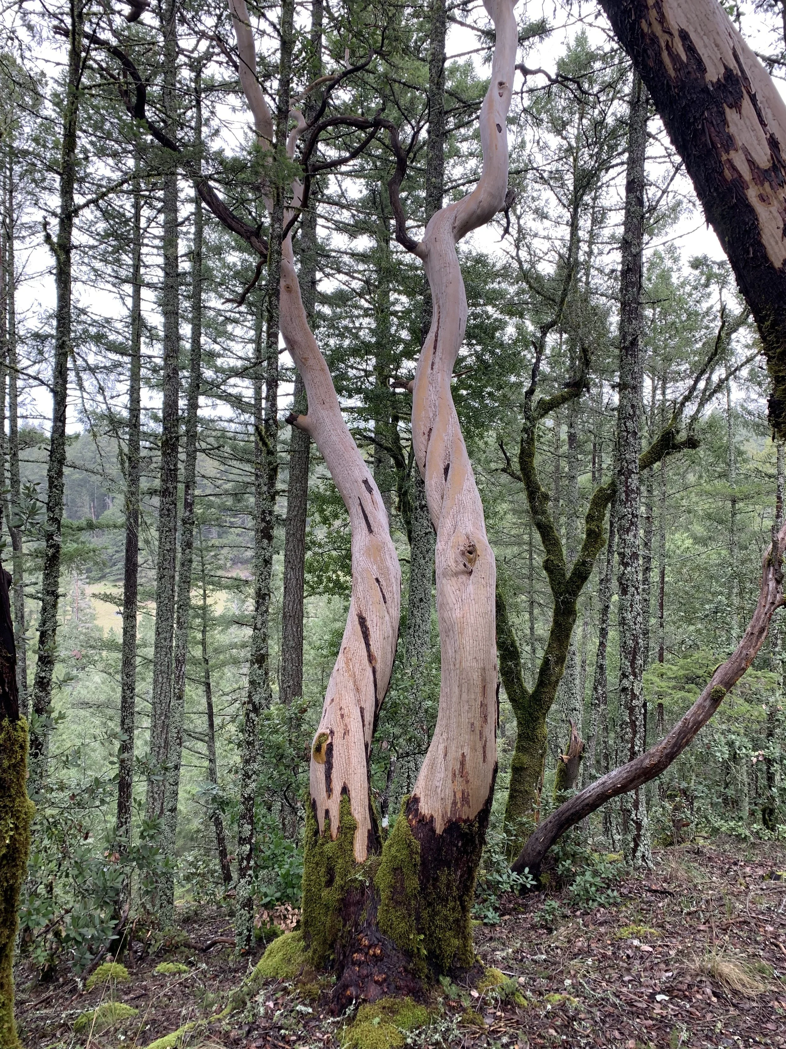 Tree.jpg