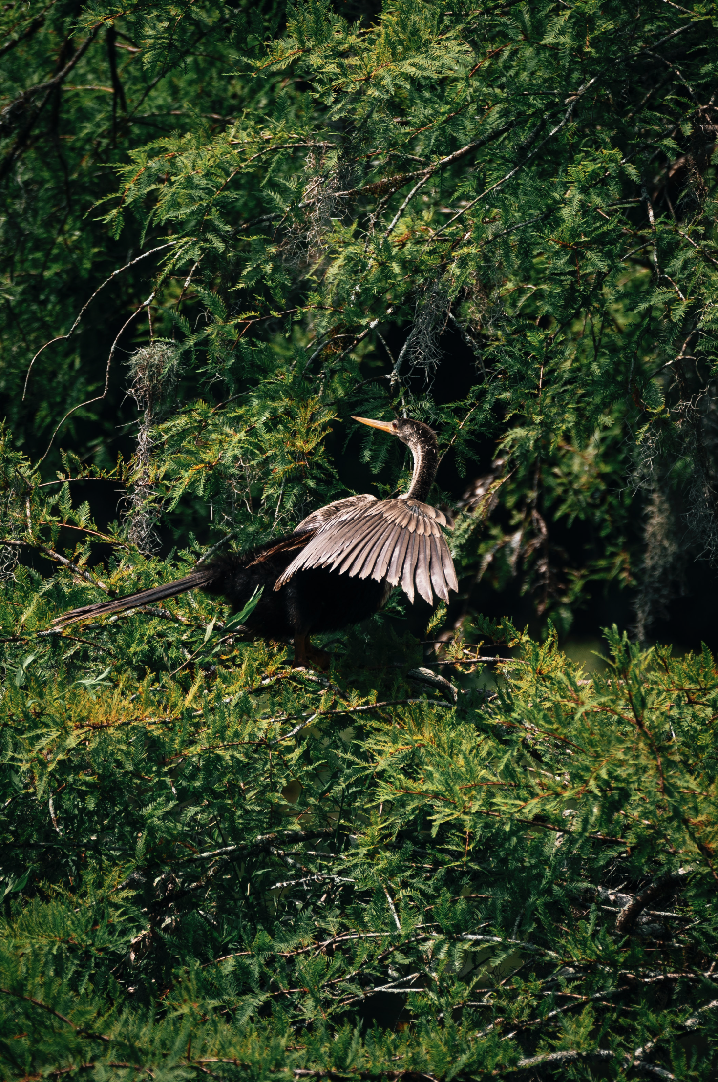 Screen Shot 2026-01-28 at 12.05.21 PM.png