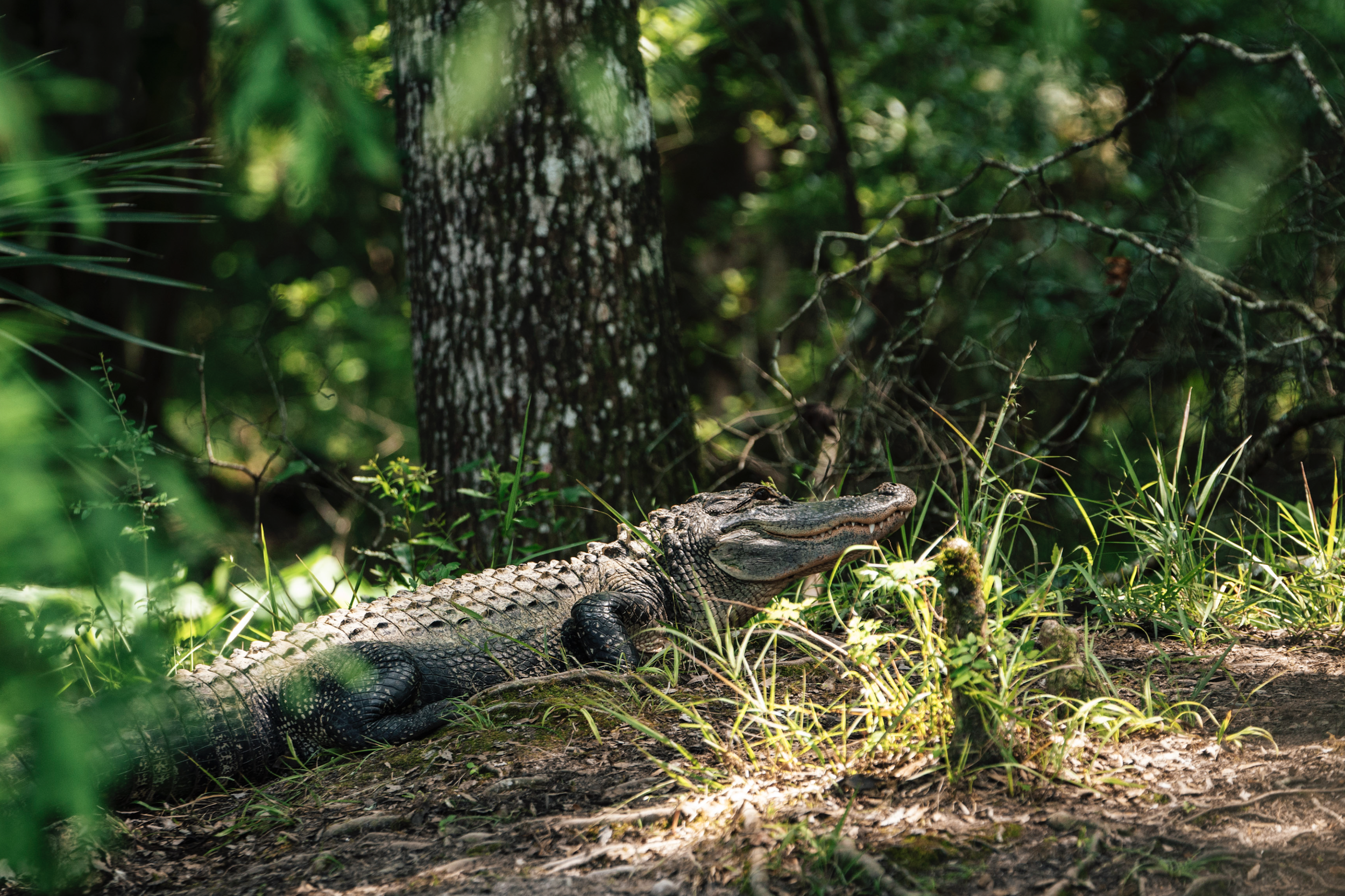 Screen Shot 2026-01-28 at 12.05.03 PM.png