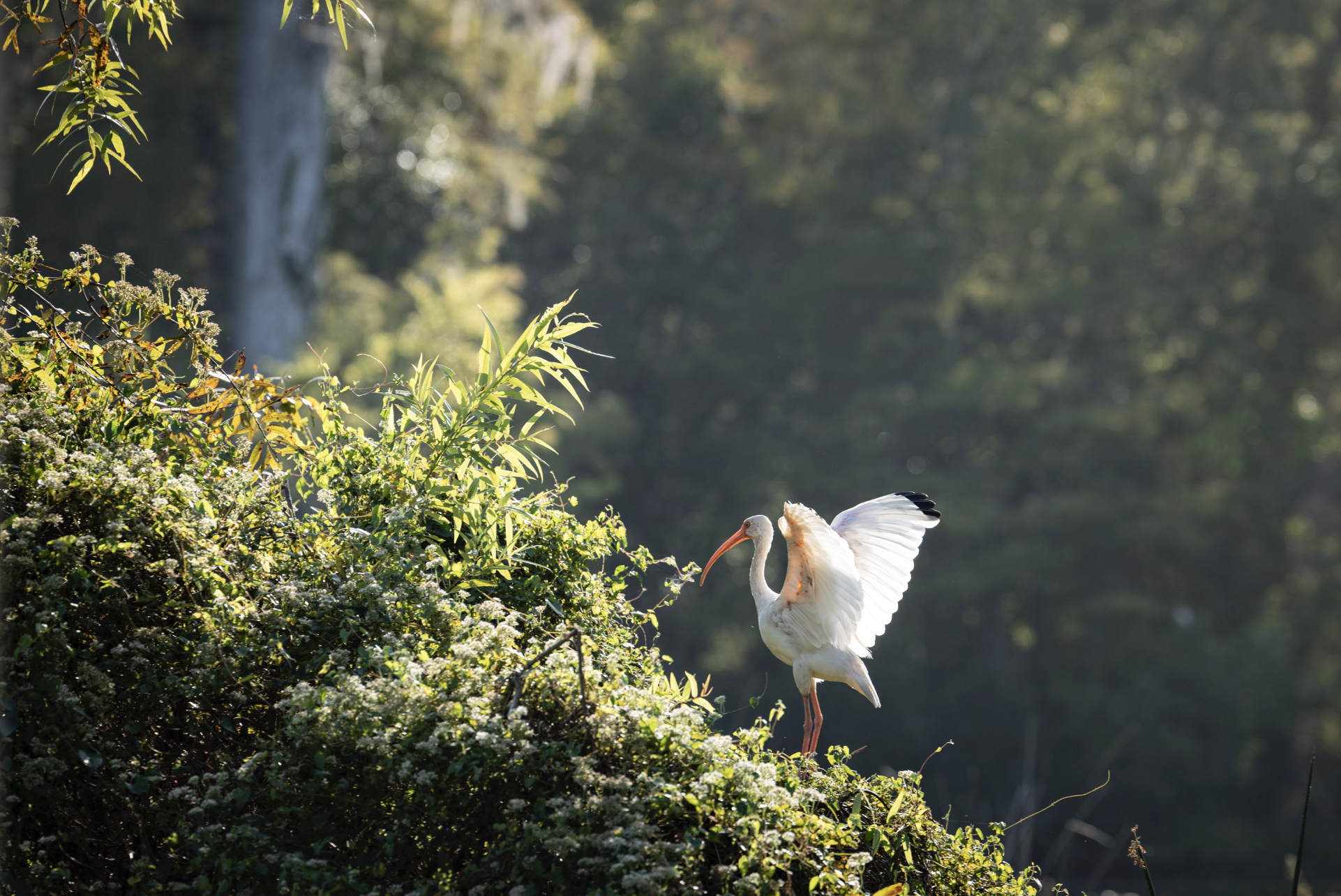 Screen Shot 2026-01-28 at 12.09.00 PM.png