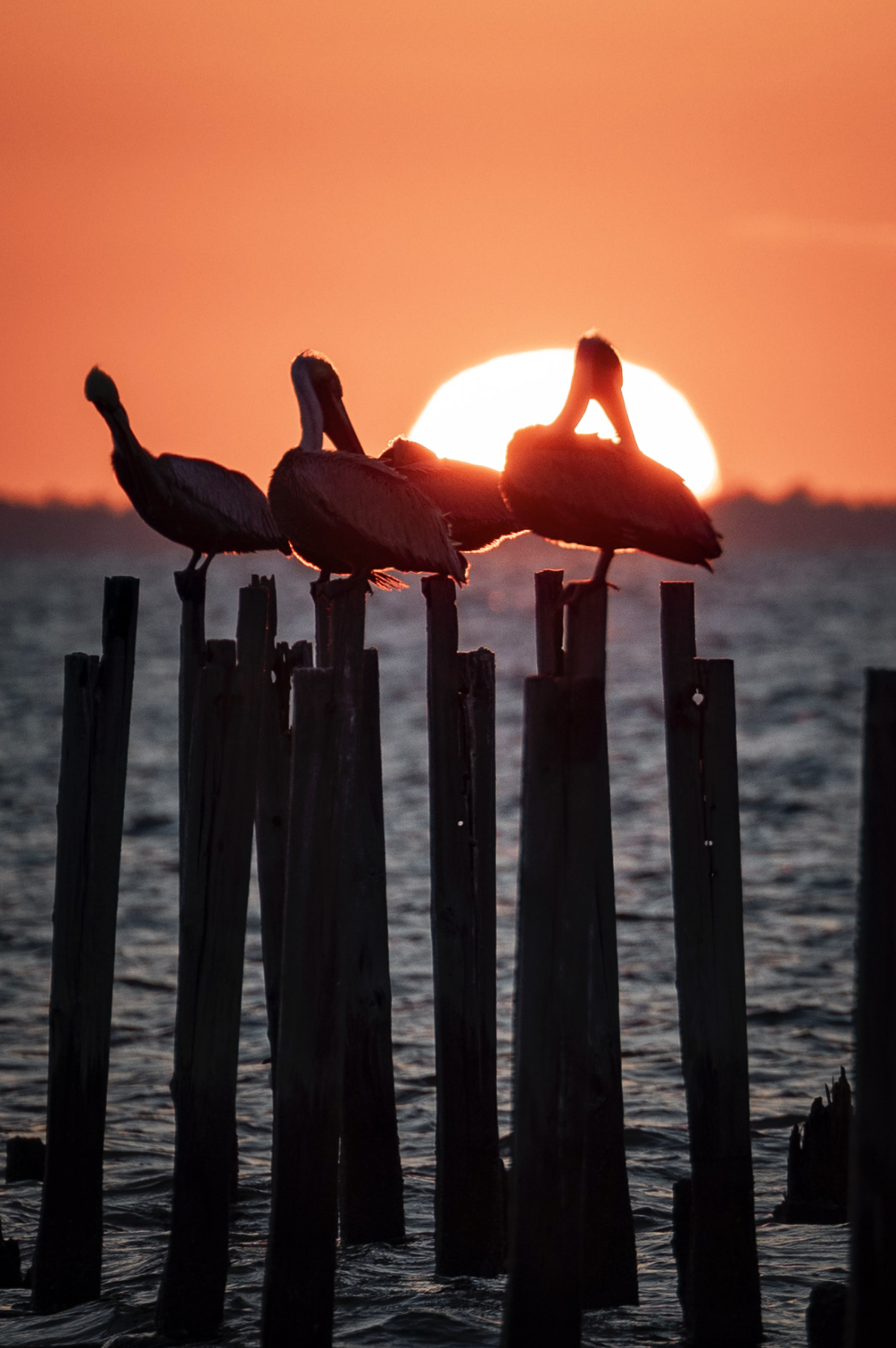 Screen Shot 2026-01-28 at 12.10.13 PM.png