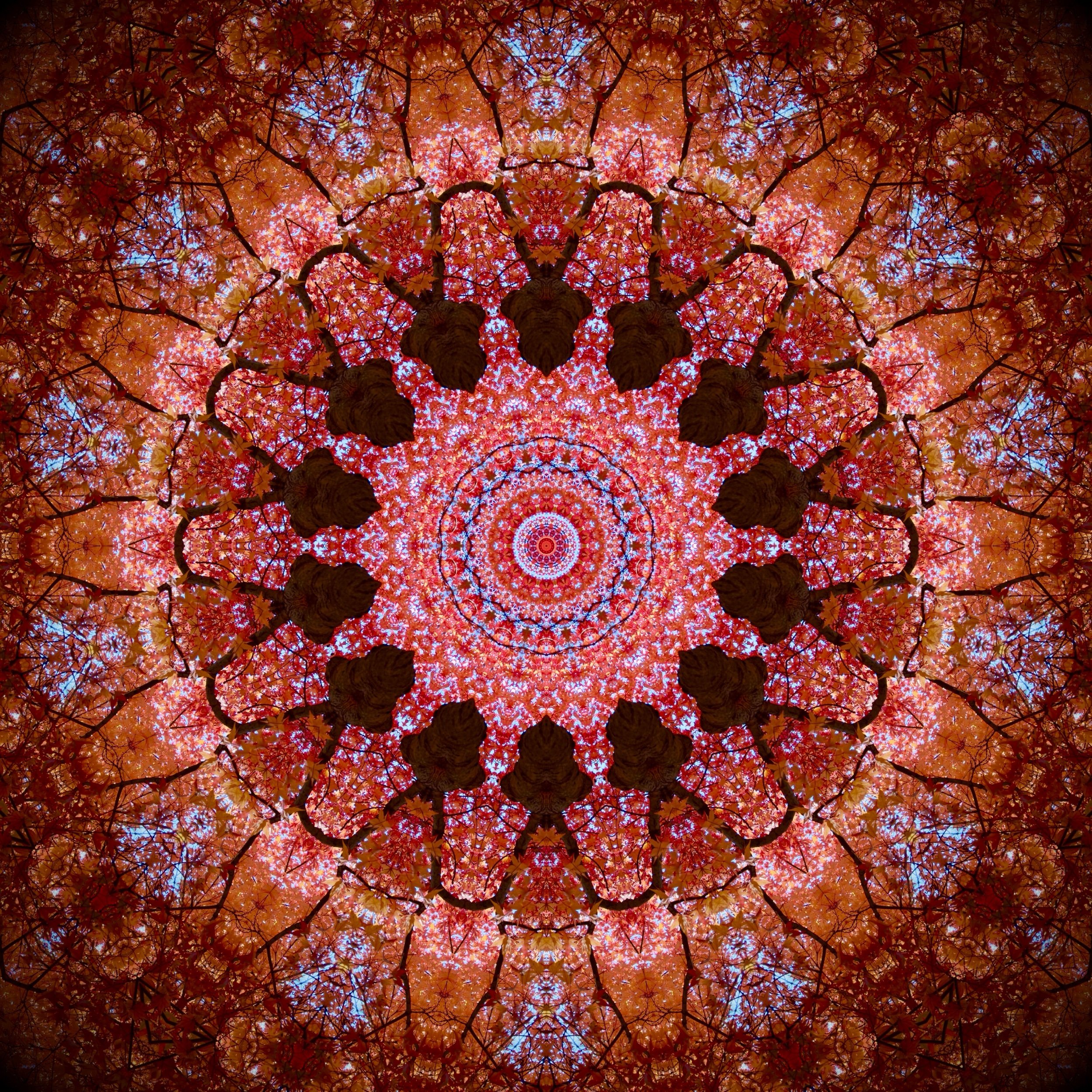 japanese garden trees 3.jpeg