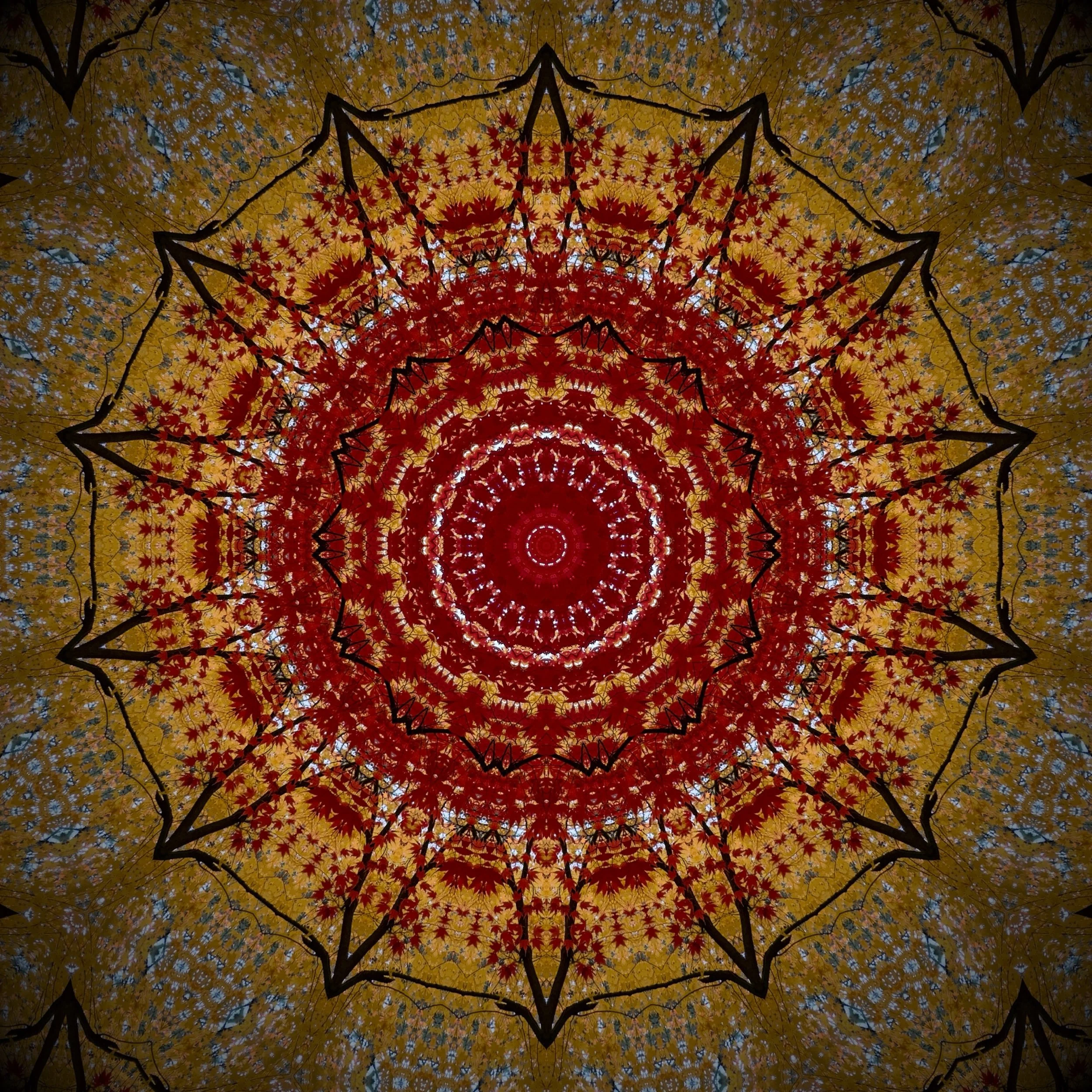 japanese garden trees 2.jpeg