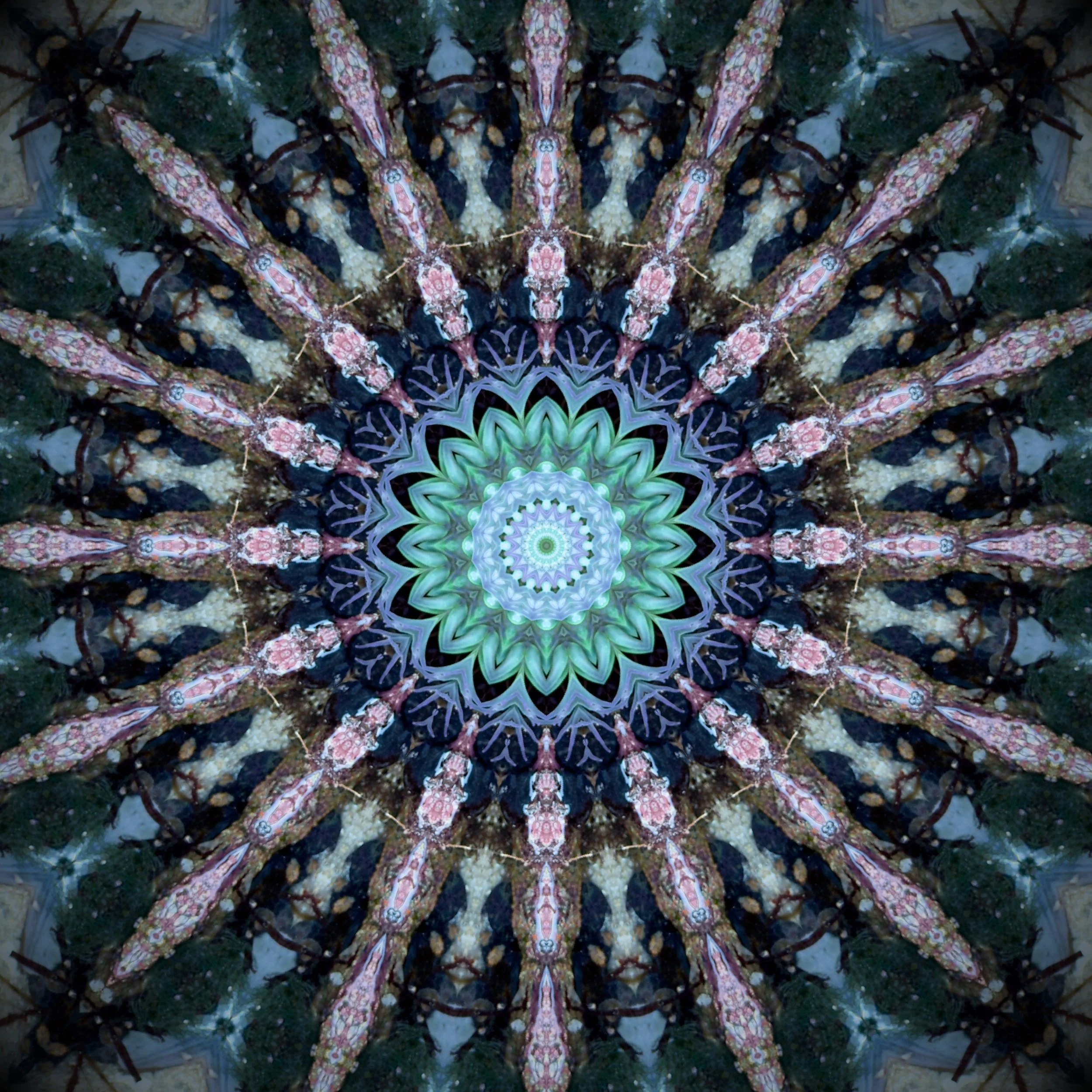 anenome big sur 2025.jpeg