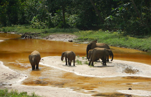 elephants in clearing smaller.png