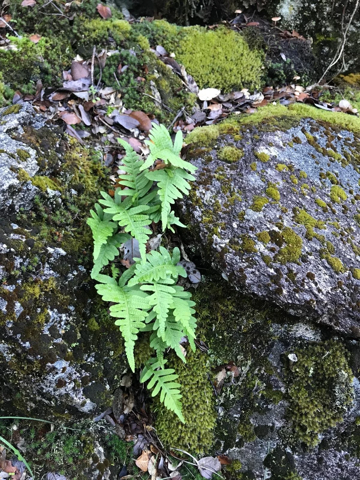 WhatsApp Image 2024-09-25 at 12.32.01 PM.jpeg