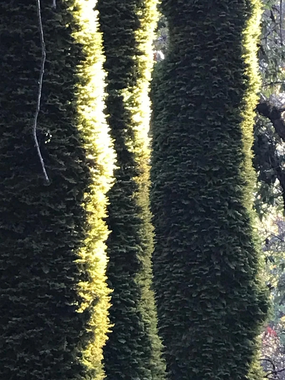 WhatsApp Image 2024-09-25 at 12.31.58 PM.jpeg