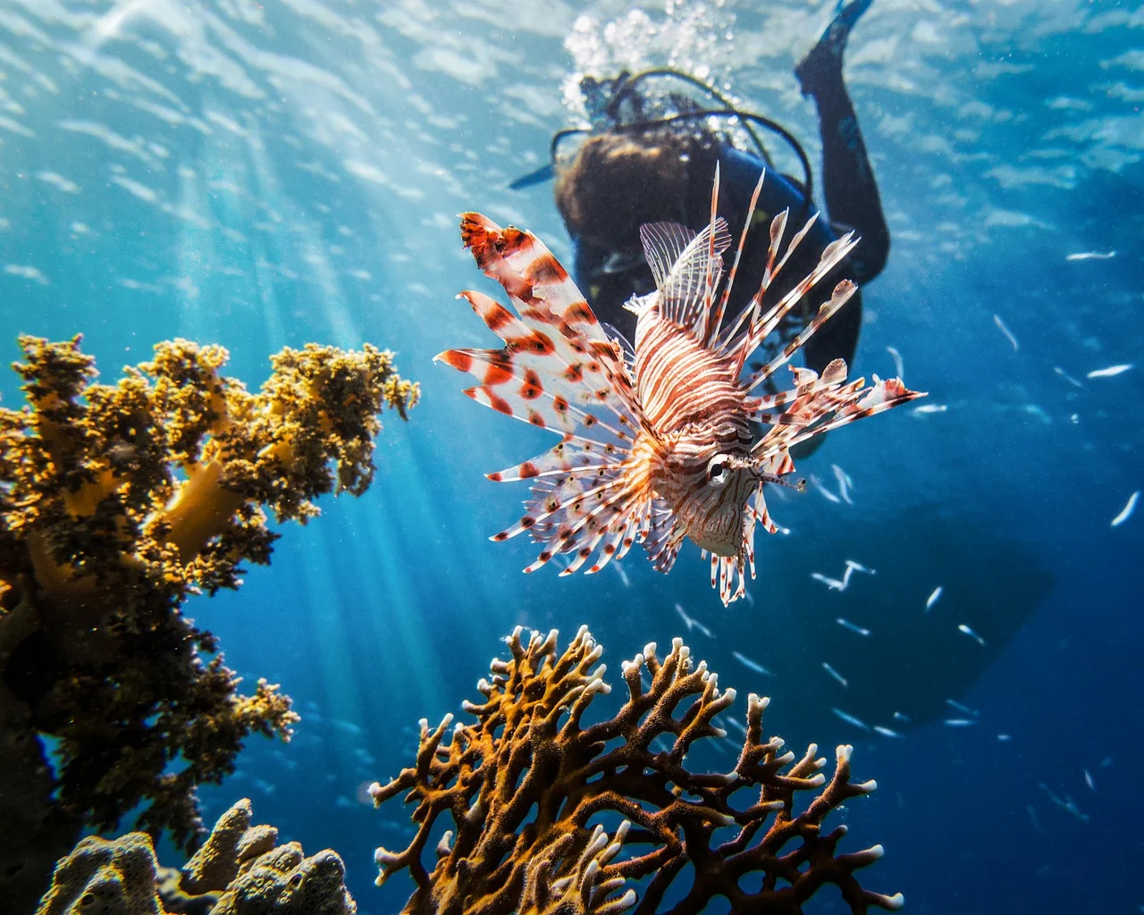 The Lionfish Apocalypse
