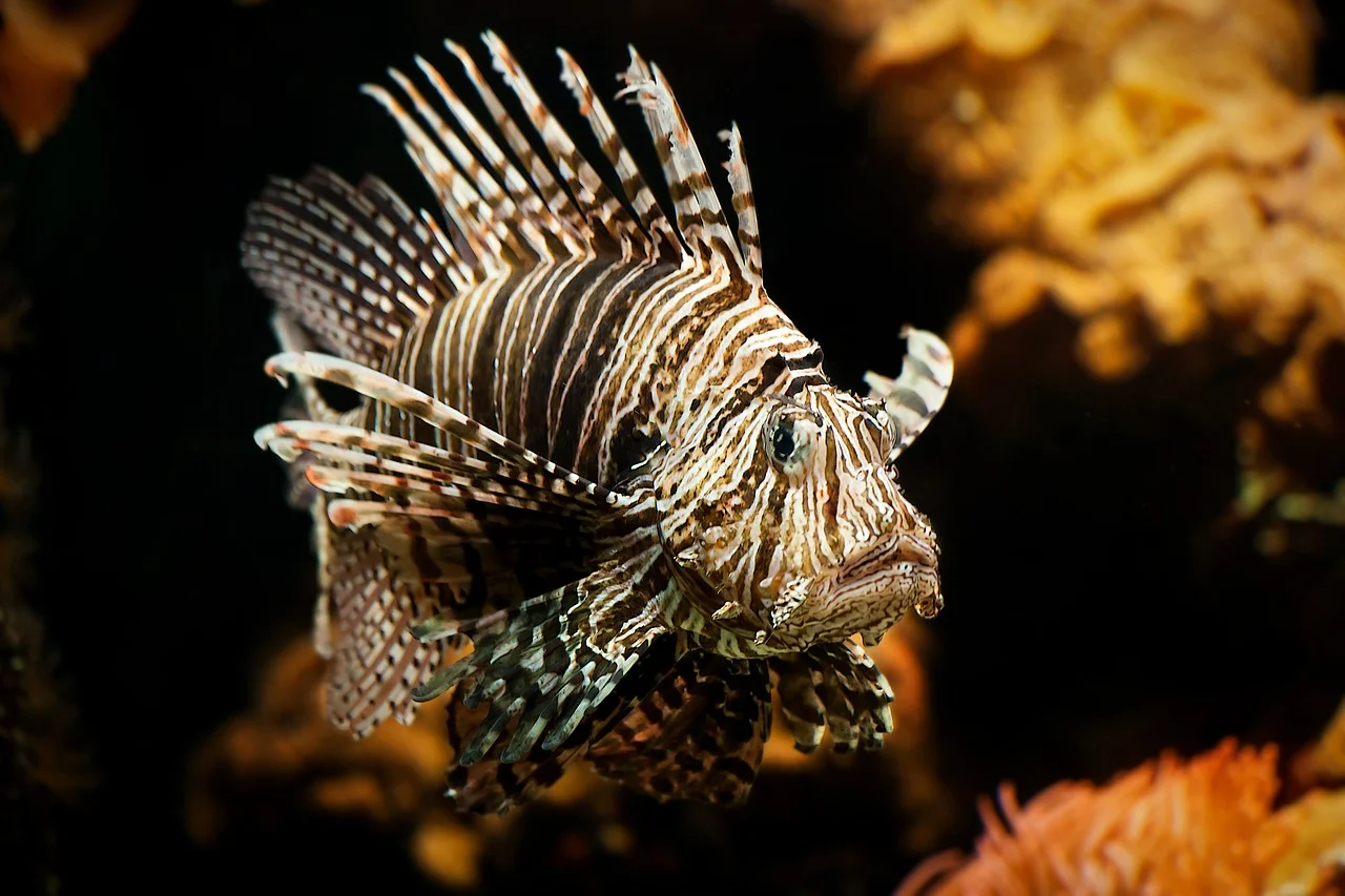 The Lionfish Apocalypse (Part II)