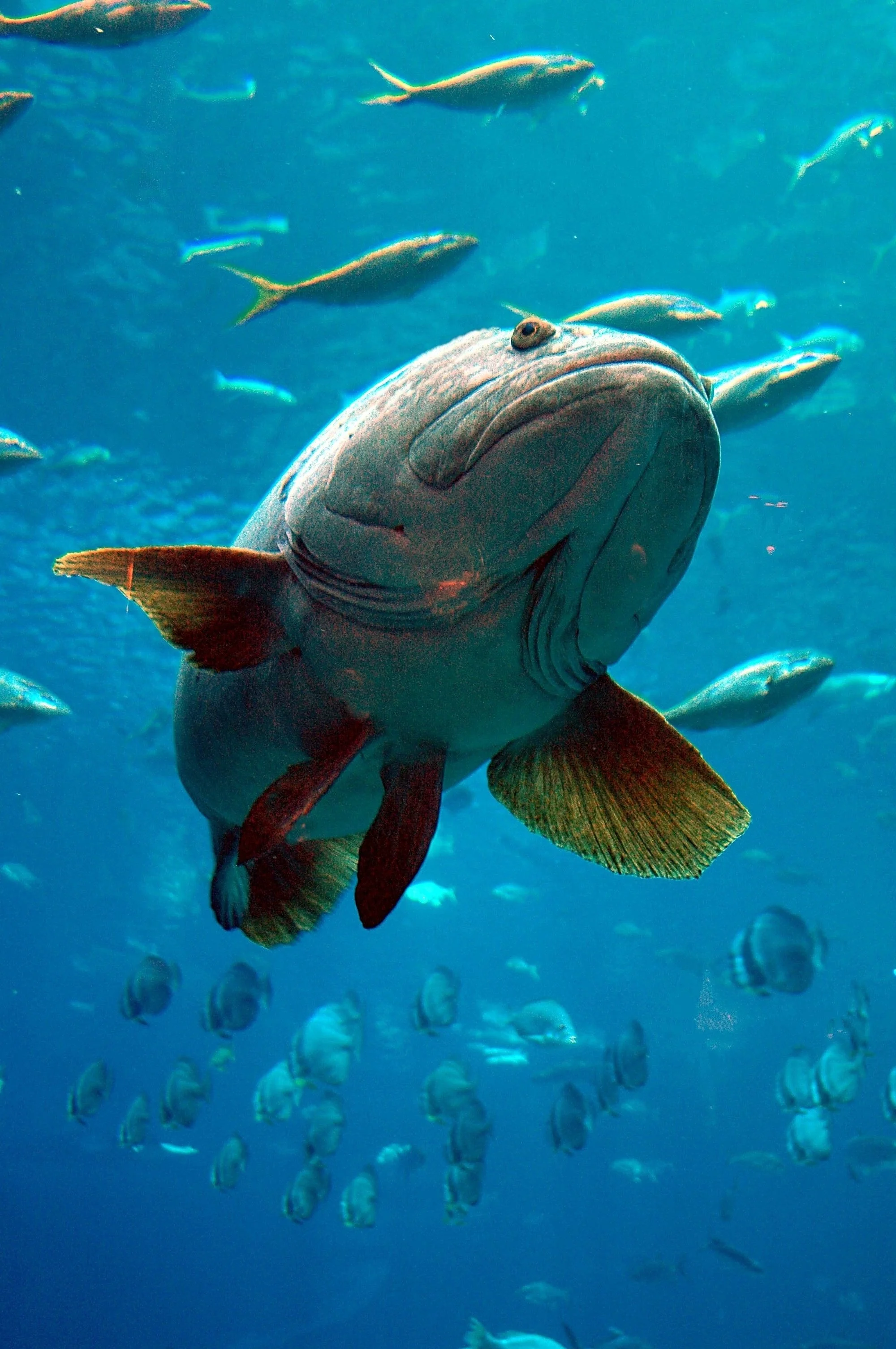 Bahamas Reef Environment Educational Foundation (BREEF)