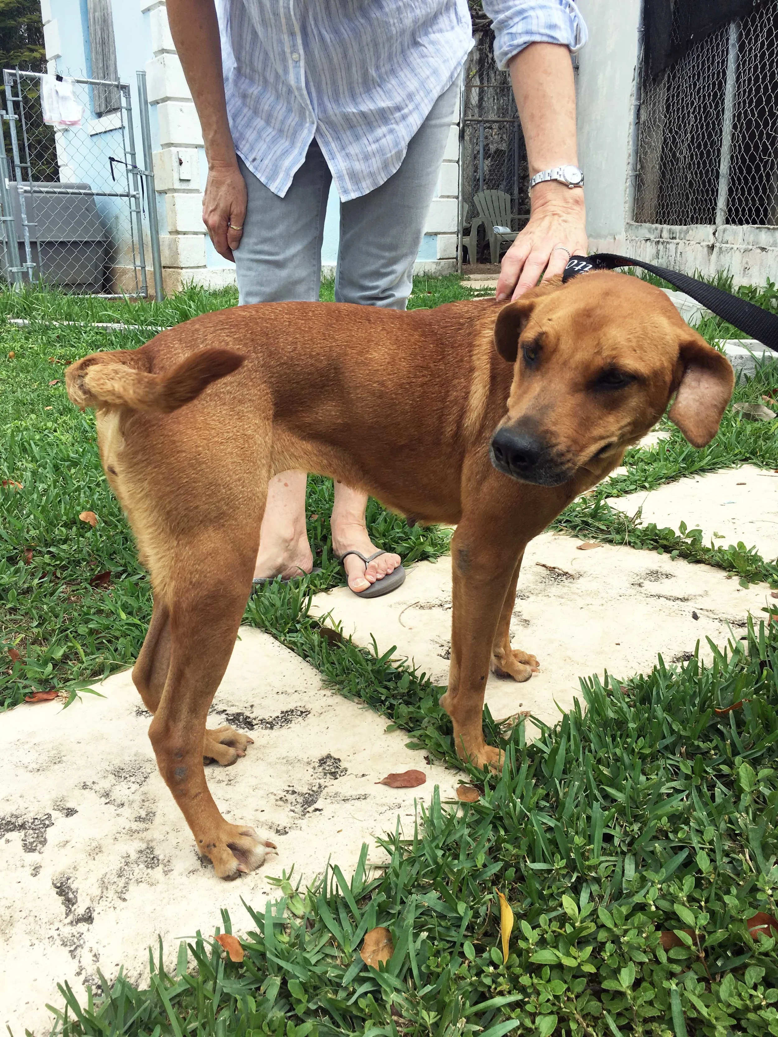 Adopting a Bahamian (Dog or Cat) While Visiting?