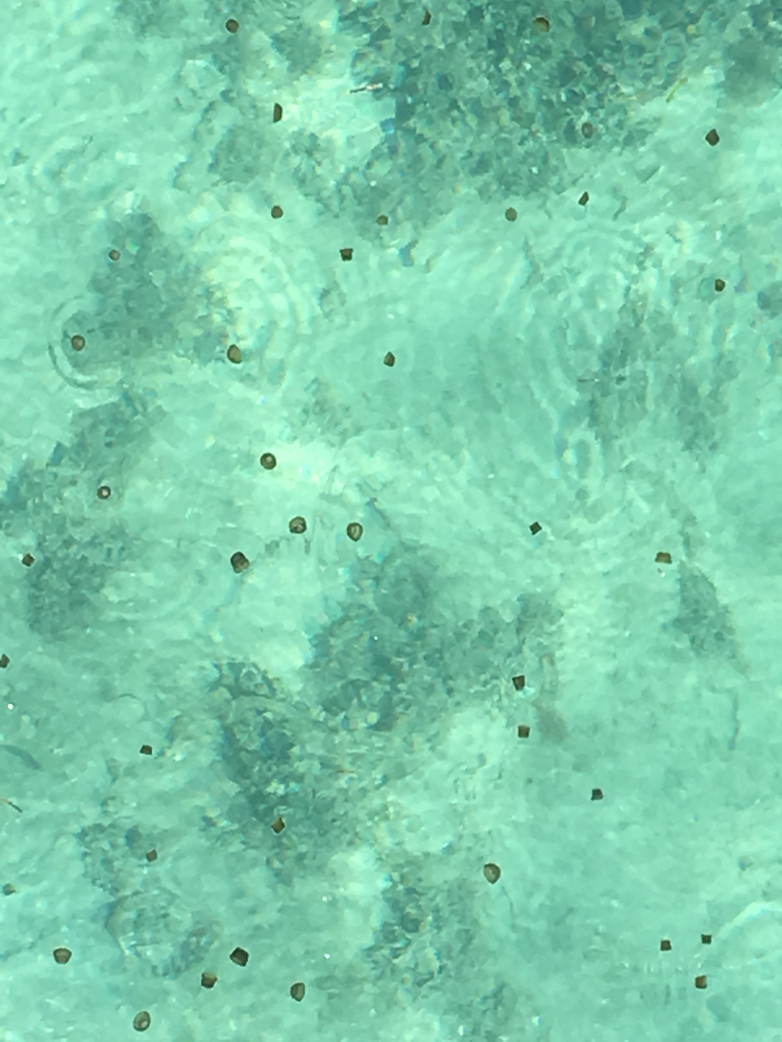 SEA THIMBLES AND SEA LICE