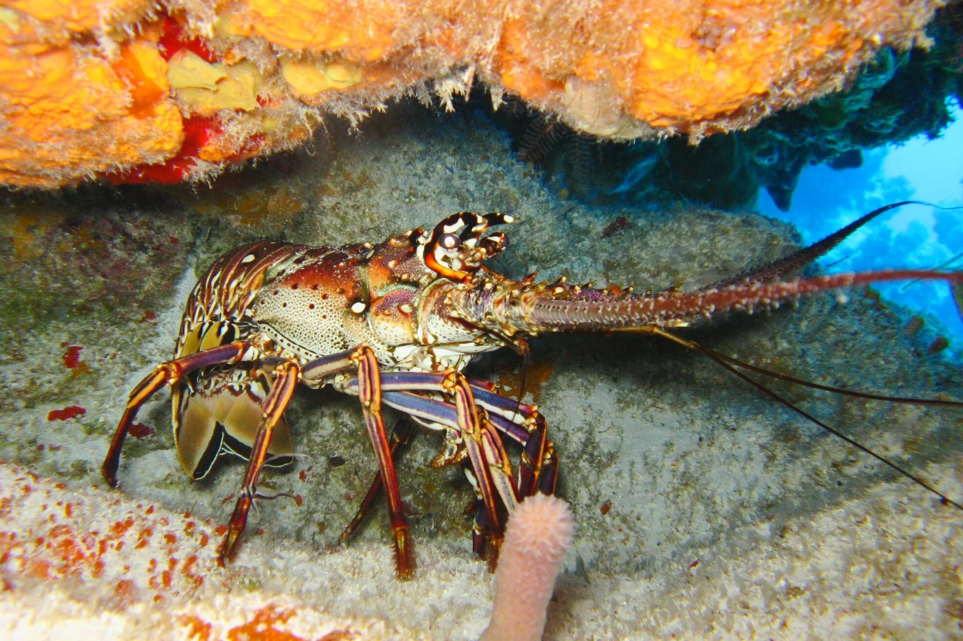 IT’S LOBSTER SEASON IN THE BAHAMAS!