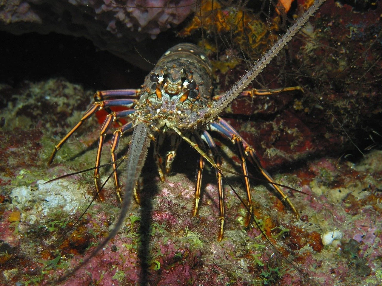 Lobster Season Bahamas Rules and Regulations 2022 - 2023