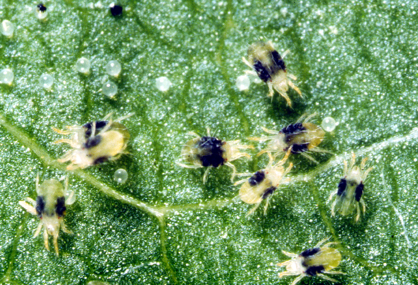 Image from CSIRO