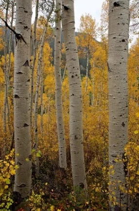midwest-winter-aspen-lanscape.jpeg