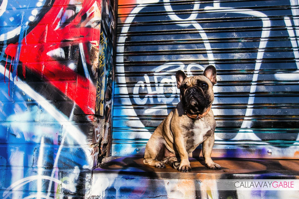 A portrait of our los angeles engagement couple's adorable pug dog