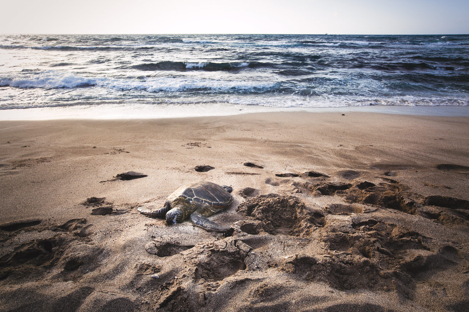 Turtle on the beach at Four Seasons Hualalai wedding