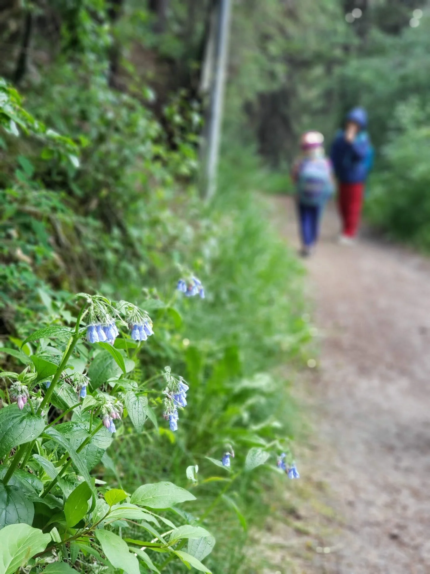 Douglas Fir Trail Stomp & Stretch