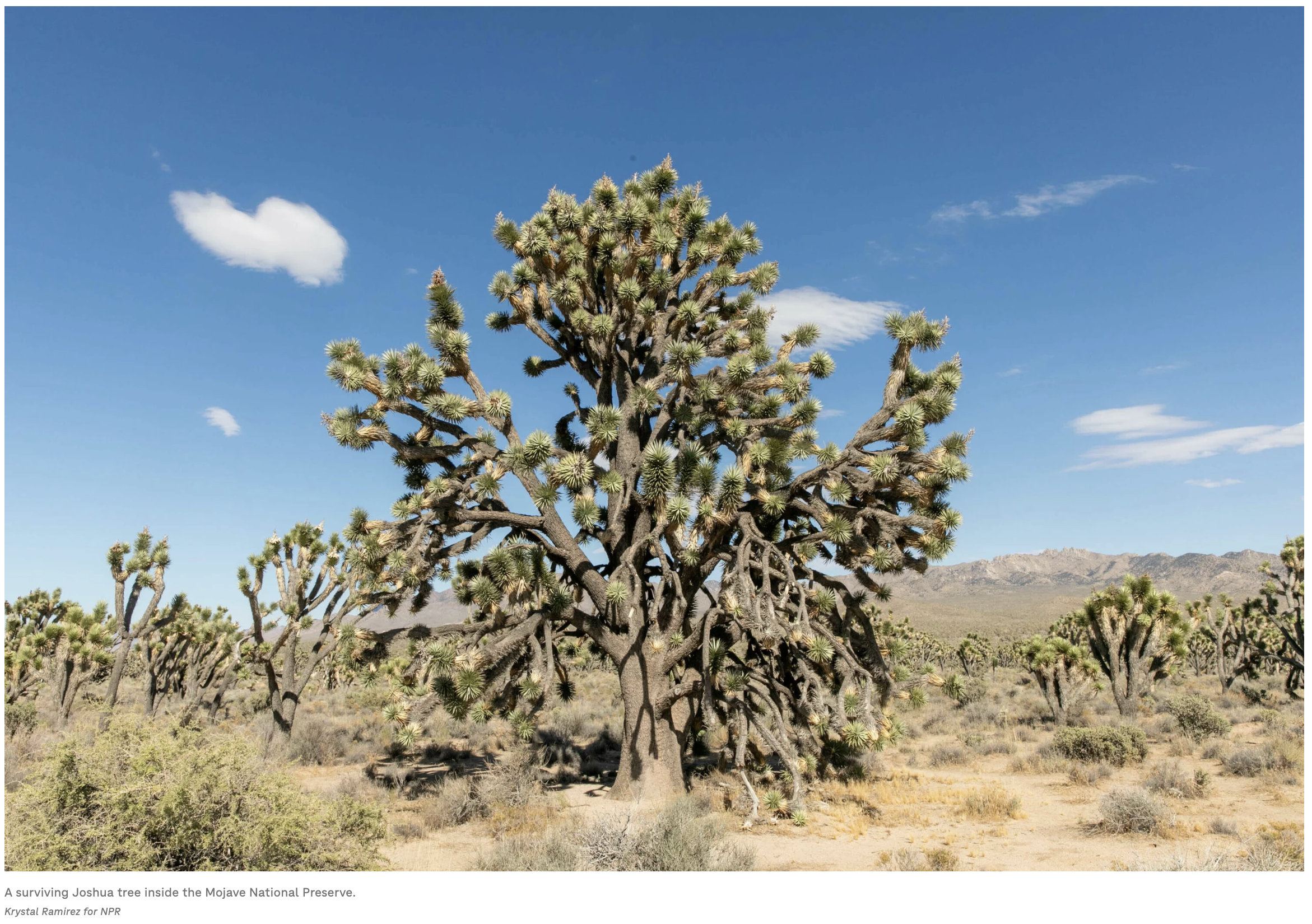 Screenshot 2024-04-18 at 3.42.51 PM.png