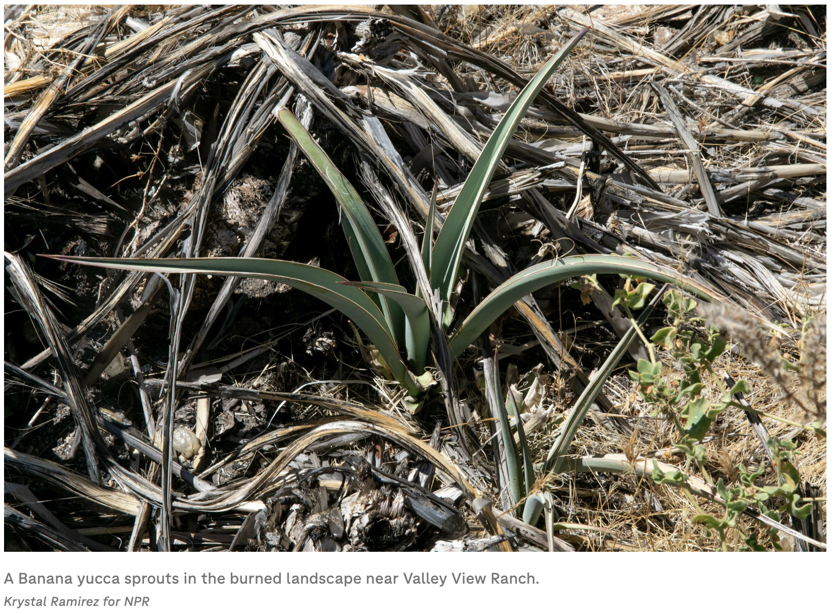 Screenshot 2024-04-18 at 3.43.34 PM.png