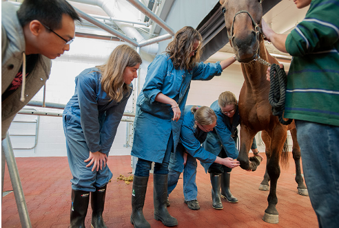 Students at the Ontario Veterinary College at the University of Guelph. (Photograph by Carl Garside)