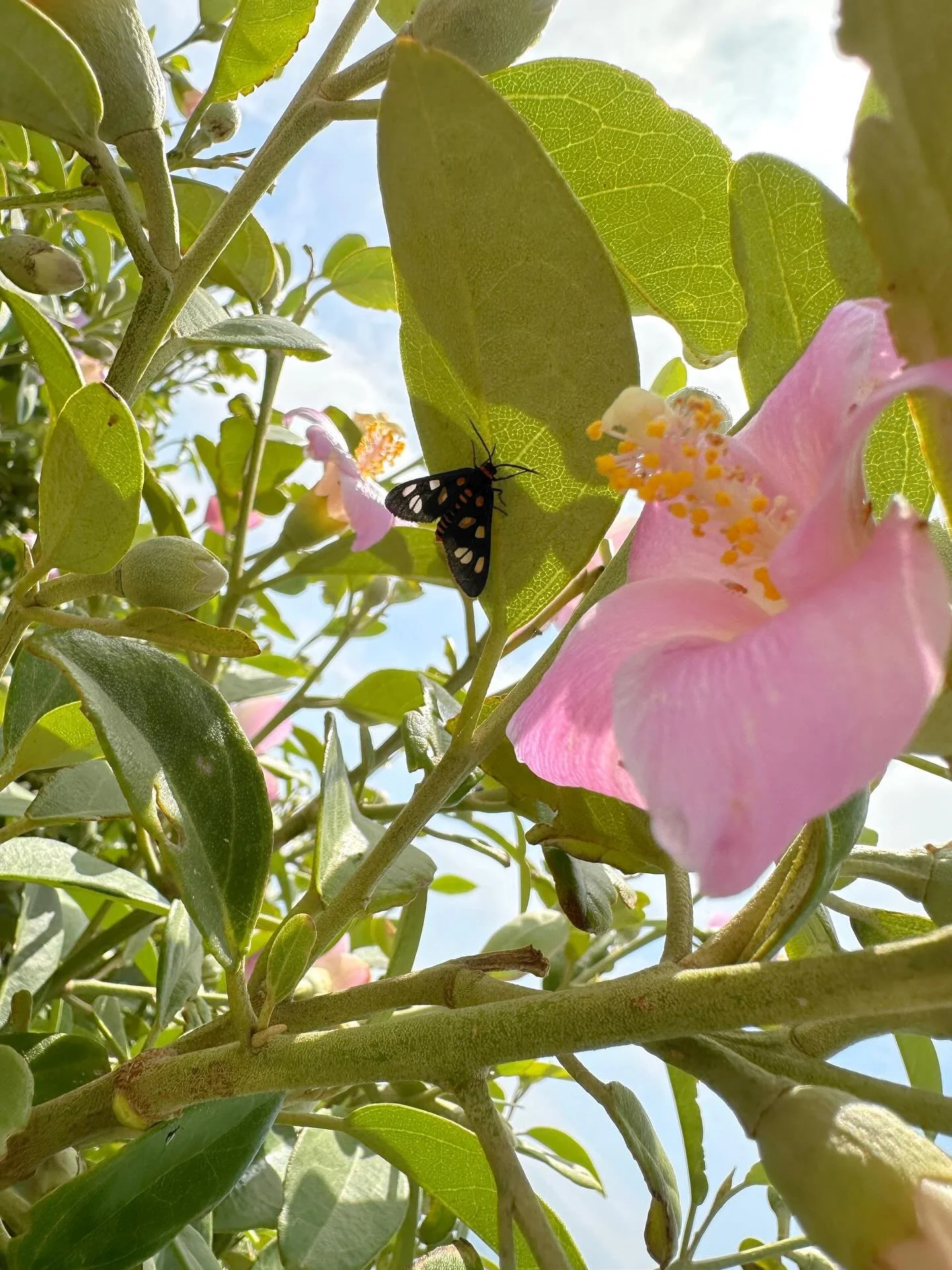 A tiger moth, two ladybugs, an orb spider&mdash;and just when I thought it couldn&rsquo;t get better, a wagtail joined in! 

Nature&rsquo;s little roll call 🐞🕷️🐦💛