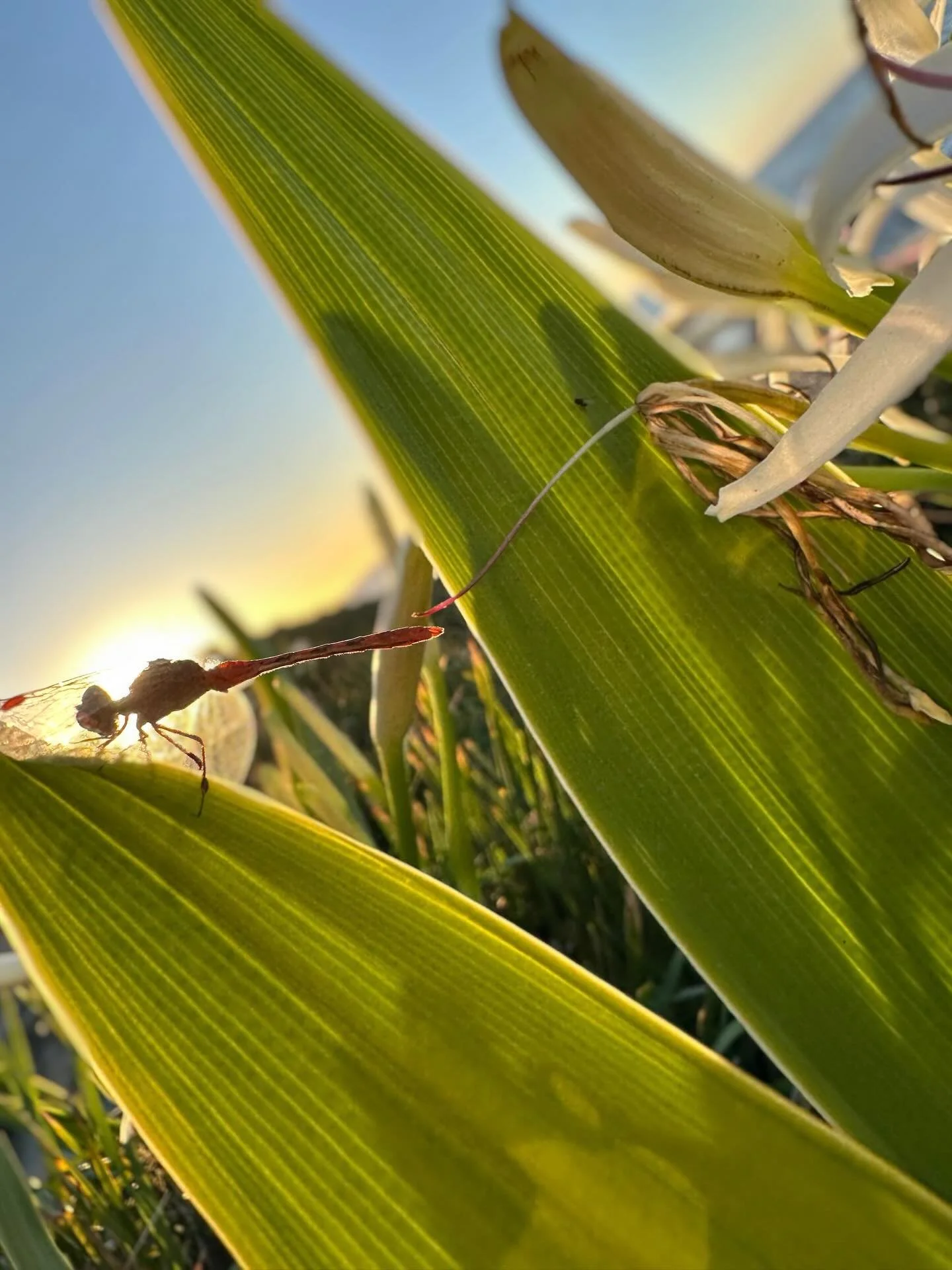 A slow Sunday sunrise&hellip; and a dragonfly I didn&rsquo;t know I needed until I found it. 

Coffee, quiet, and little bits of magic. ✨🧡

Wishing you a lovely Sunday full of endless possibilities too!