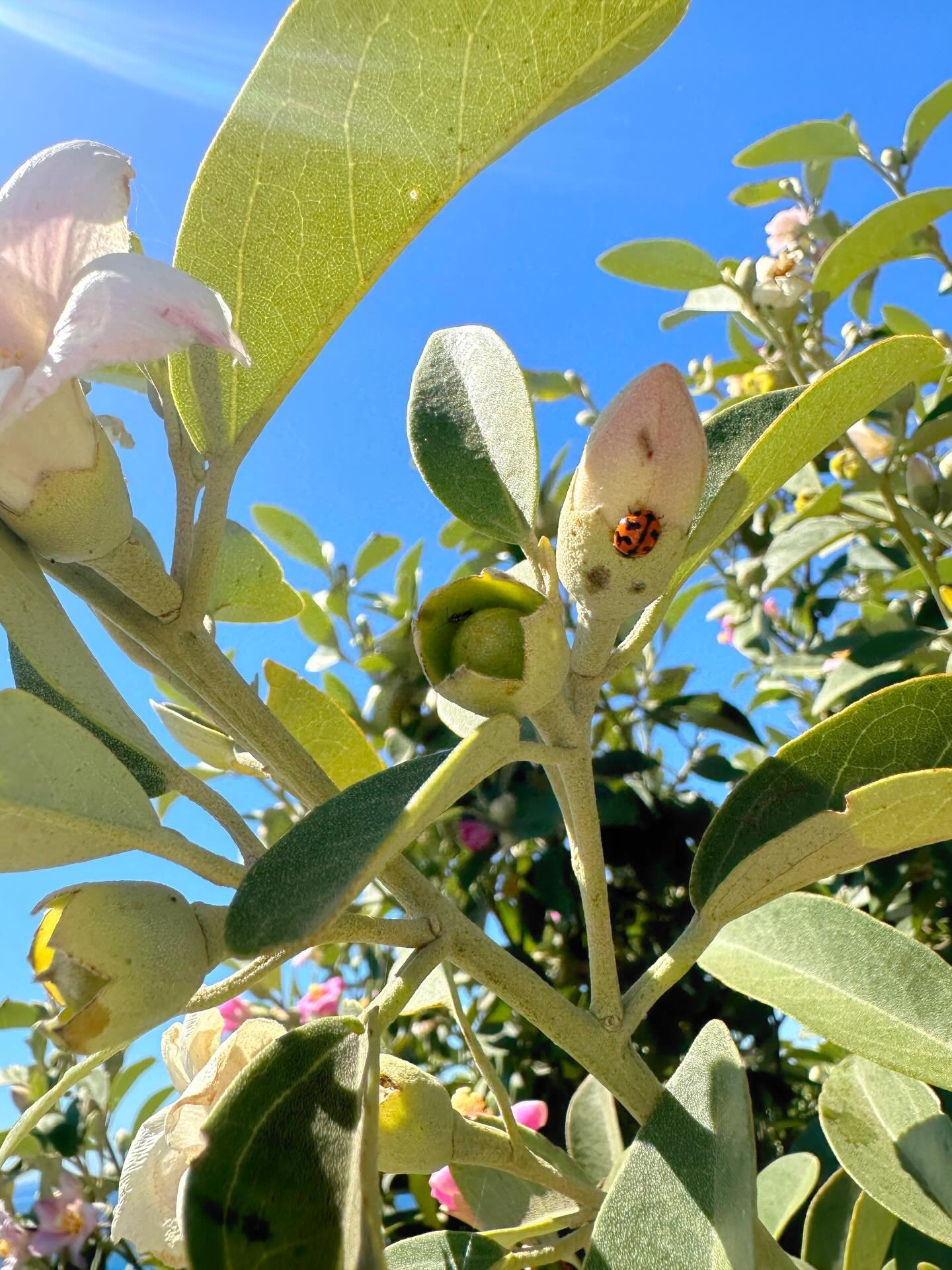 Having a quiet Sunday today &mdash; not working, just enjoying a little piece of calm at my desk. Letting myself draw without too much direction. This morning a tiny coastal forest fairy wandered into my thoughts, so here she is. An Australian one, o