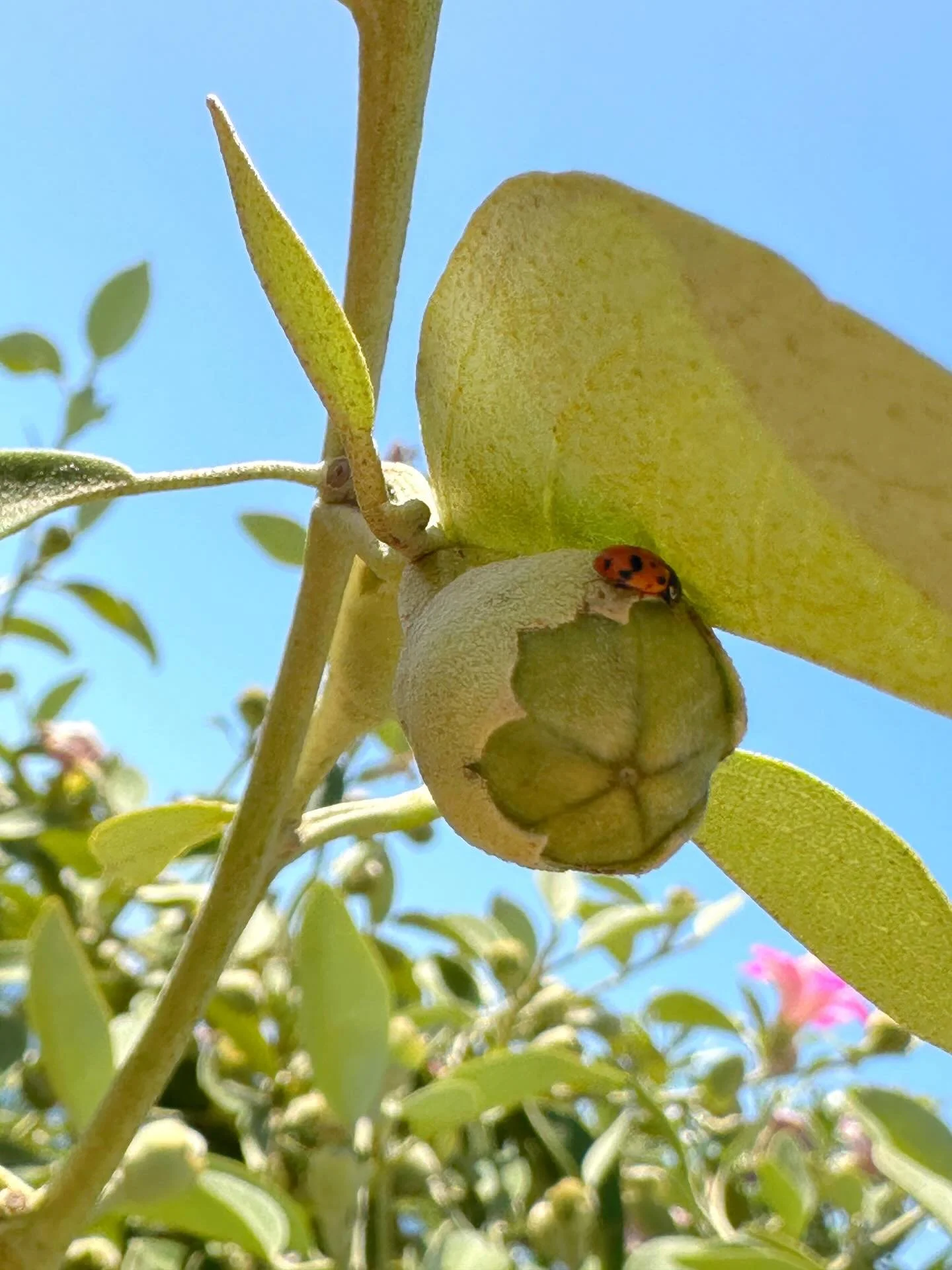 ✨ New Directed Drawing Alert! ✨

I&rsquo;ve just added a Tasmanian Devil Santa to the Directed Drawing Fun Bundle &mdash; a little Australian twist for your Christmas creations! 🎅🖍️

These cheeky devils actually love cooler weather, so it only felt
