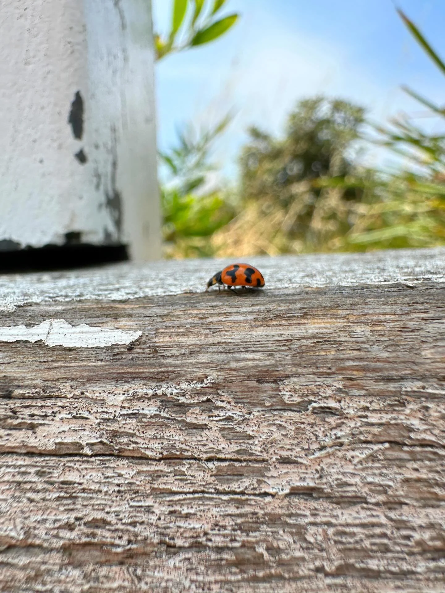Monday mood, slowly warming into the week 🐞

This little visitor popped by me to say hello, and now I&rsquo;m turning her into a counting by 3s ladybug set for the math kit.
Sharing a peek into my sketchbook + planning page today&mdash;my cozy to-do