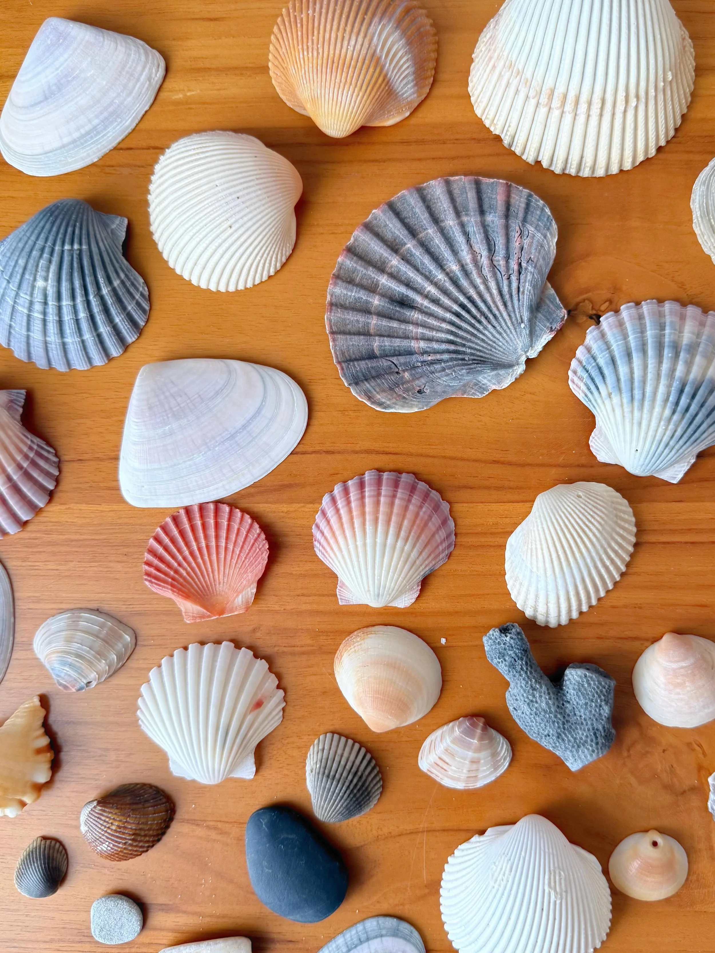 Aqua, peach, lemon + rose were the colour prompts for Days 14&ndash;16 of my May drawing challenge, and somehow my mind immediately said&hellip; shells 🐚✨

After a little beach treasure hunting in beautiful Queensland, I came home completely inspire