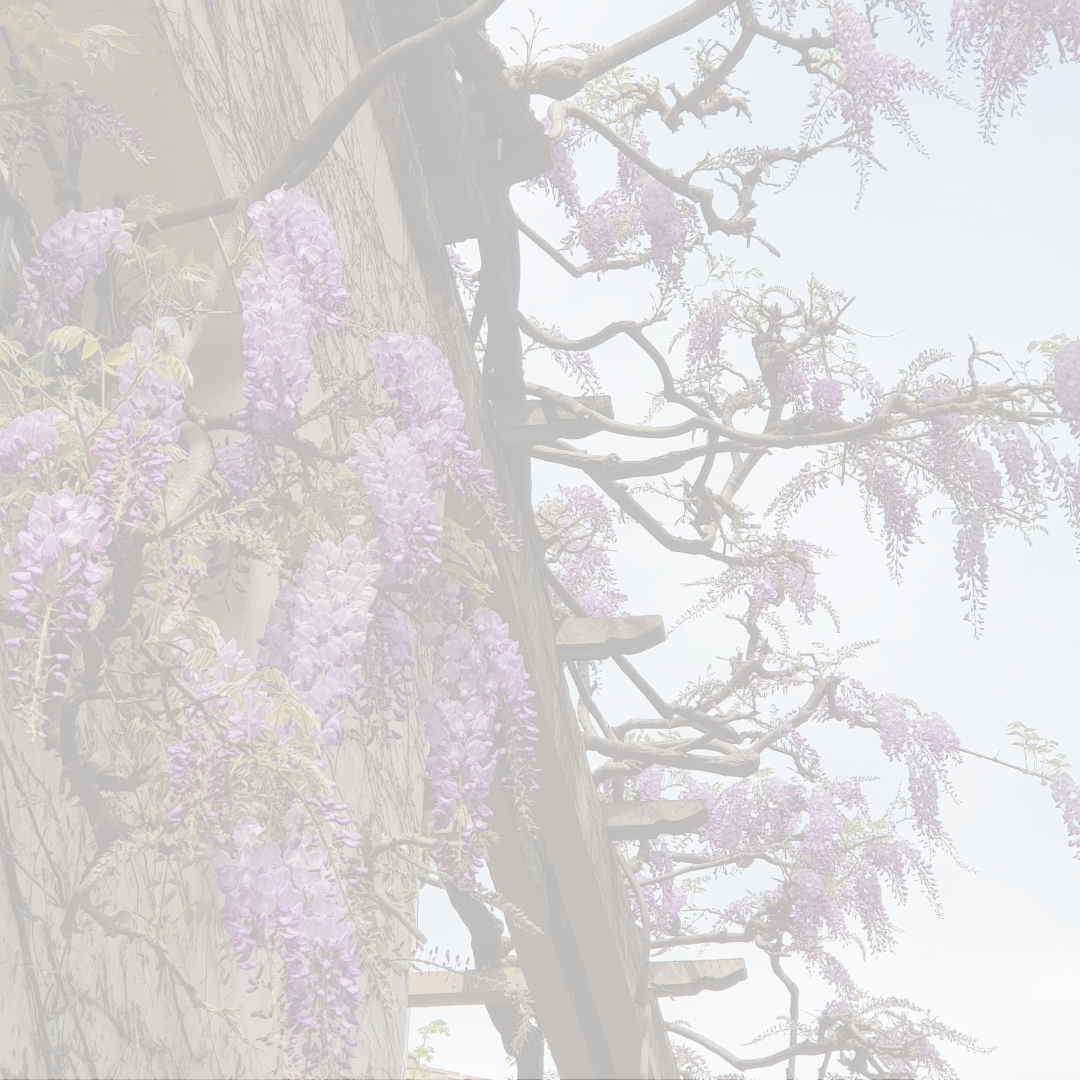 Wisteria Vine Overgrown in Tuscany. Get Lost in Tuscany when you shop the Tokens of Tuscany Collection at House of Frost Jewellery