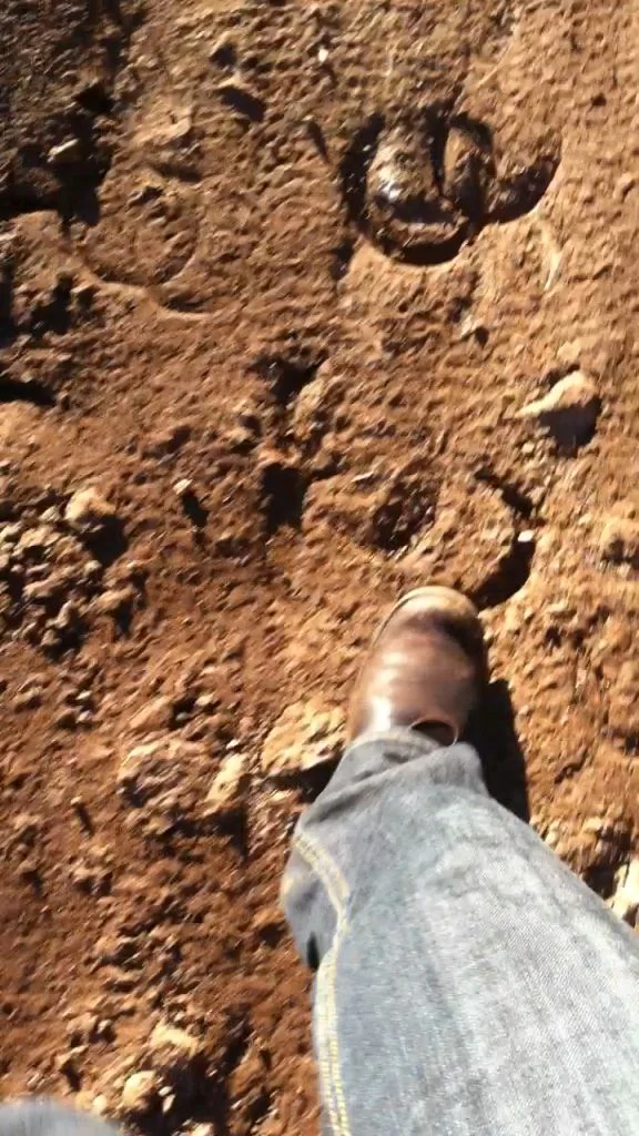 Walking Out West, 2011