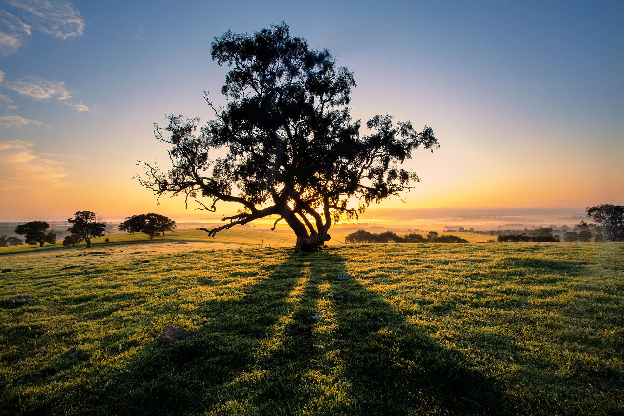 bigstock-The-sun-rises-behind-a-tree-in-41181304.jpg