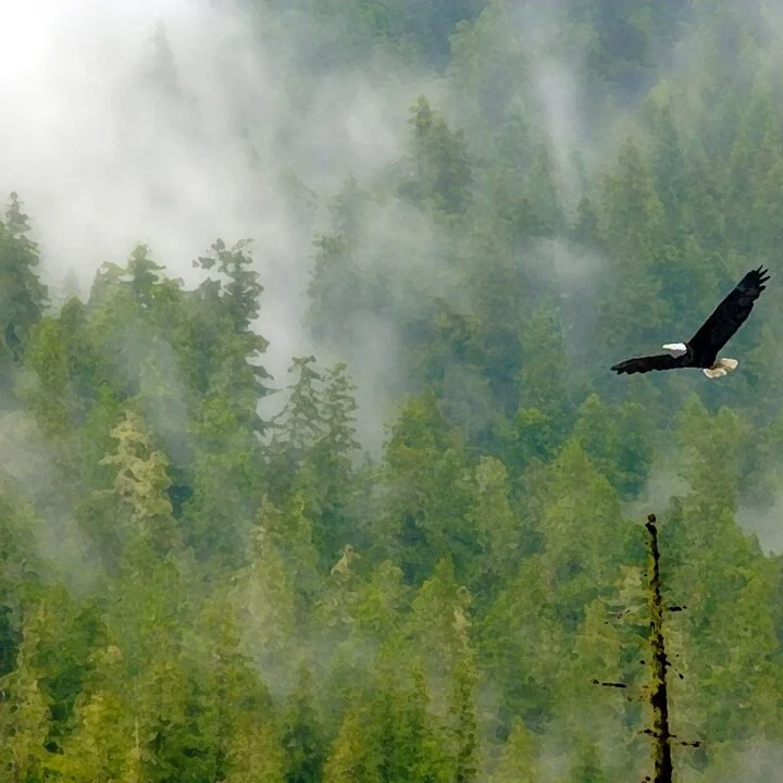How Do We Soar & Not Just Survive? + November 29 Online Worship