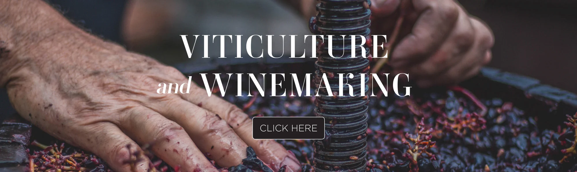 Winemaking-link-Image.jpg