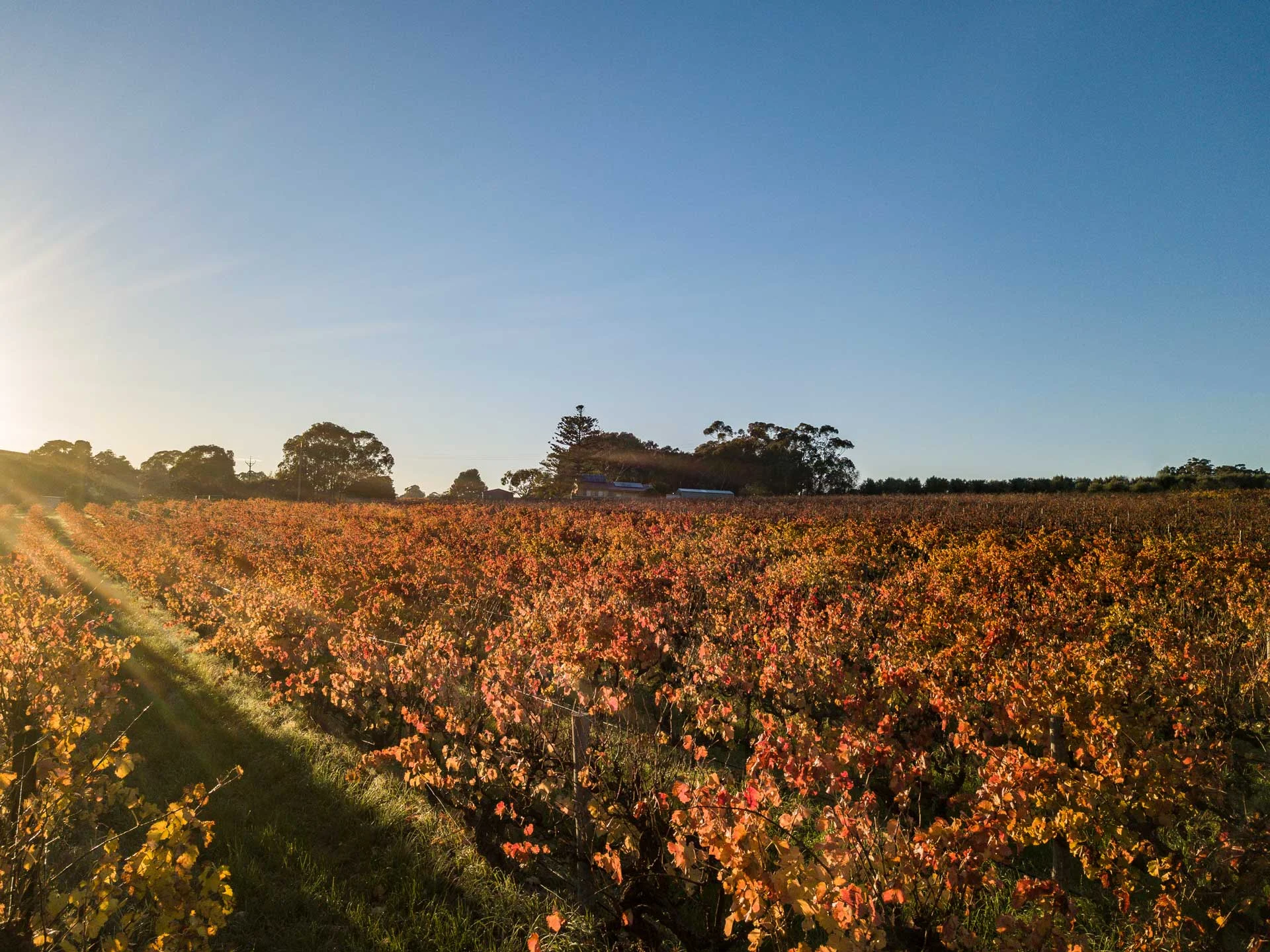 OrganicHill180622-269-EditFullRes.jpg