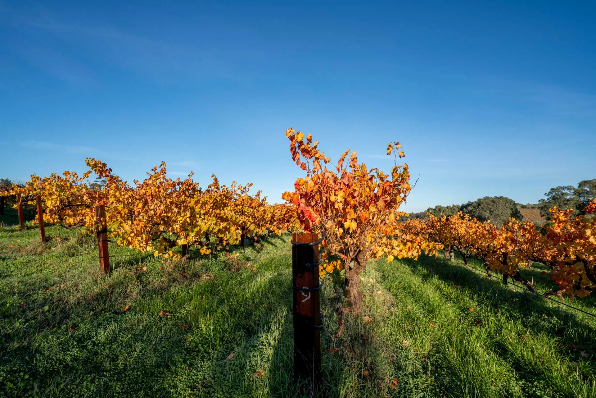 OrganicHill180622-14-EditFullRes.jpg