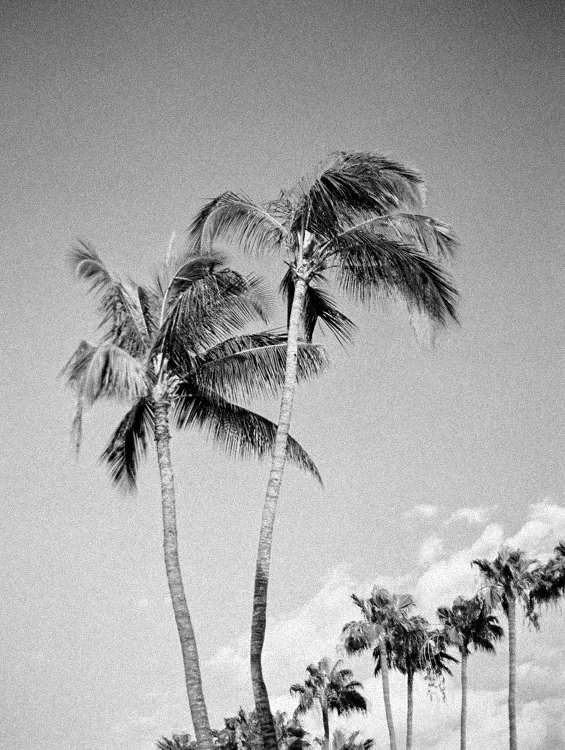 Palms