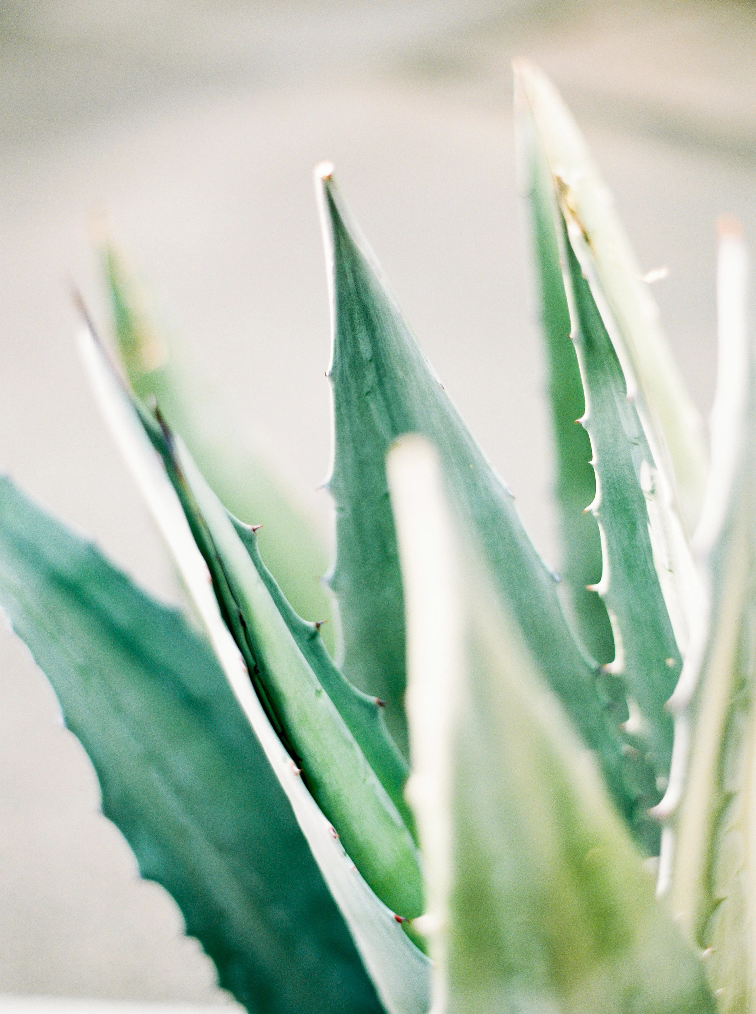 Aloe