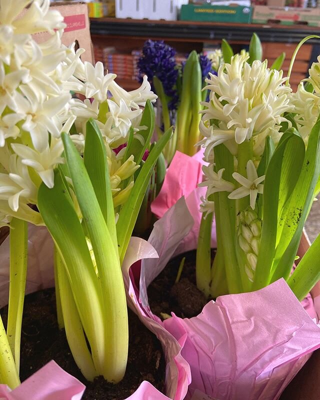 LIMITED SUPPLIES: Hyacinth Flowers. #deansproduce #flowers #sanmateo #local #produce #market #smallbusiness