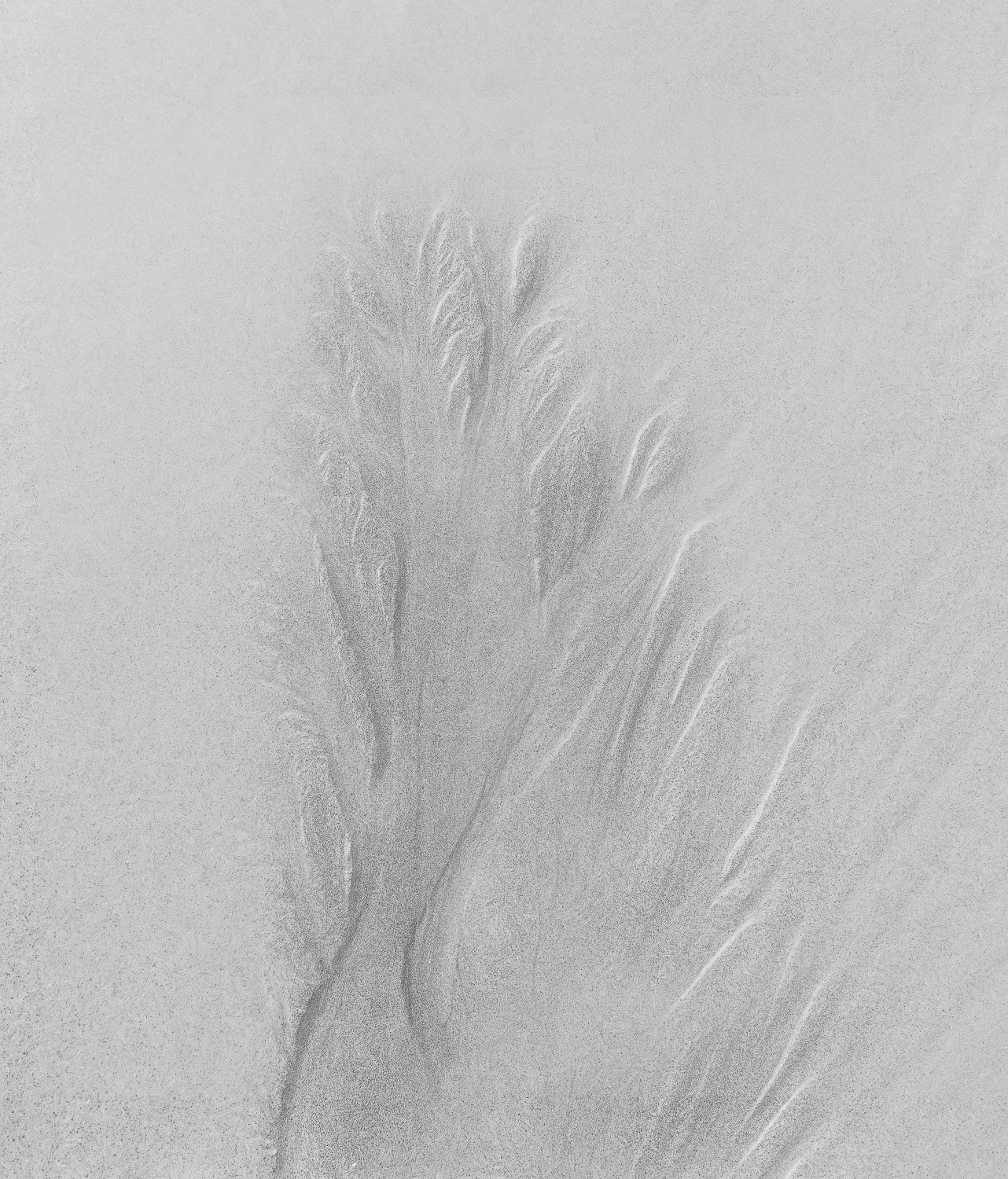 “ Sand Tree ” San Sebastian, Spain