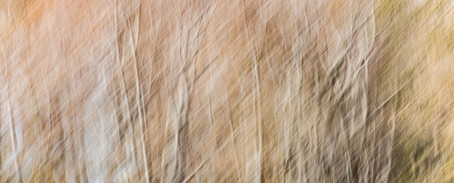 “Autumn to Spring” Queenstown, New Zealand